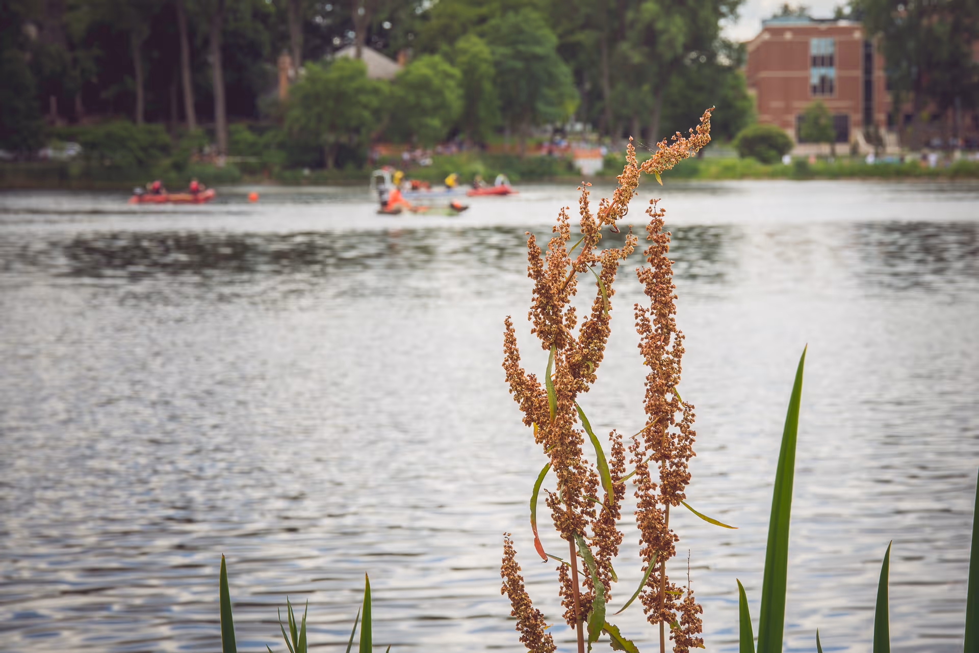Tall reeds by a lake with kayakers and a distant brick building