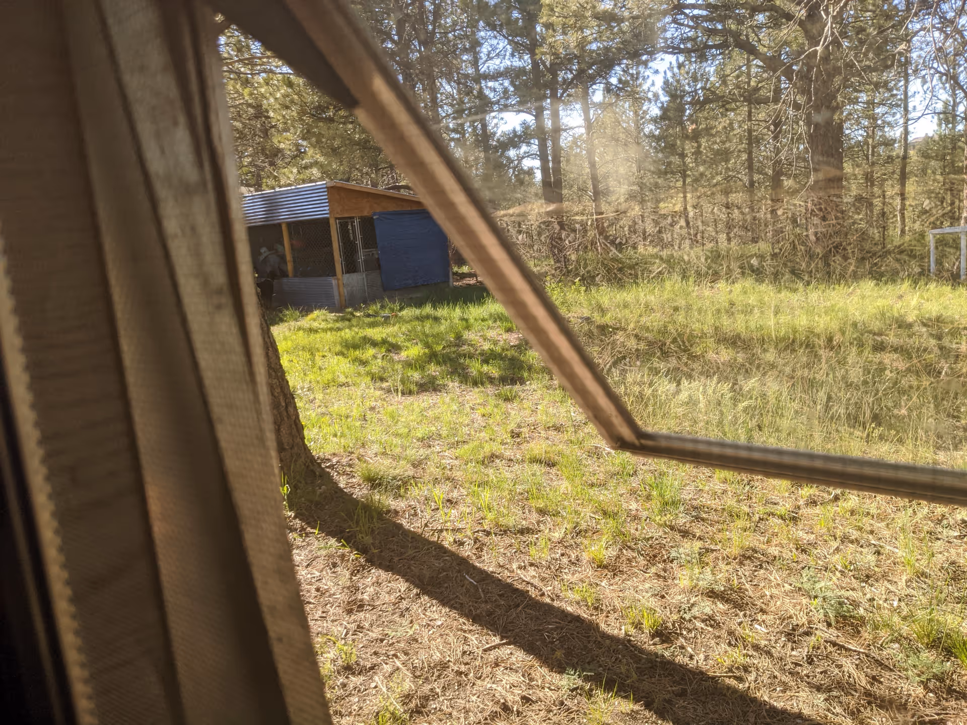 View from inside toward a grassy yard with a blue shed and trees.