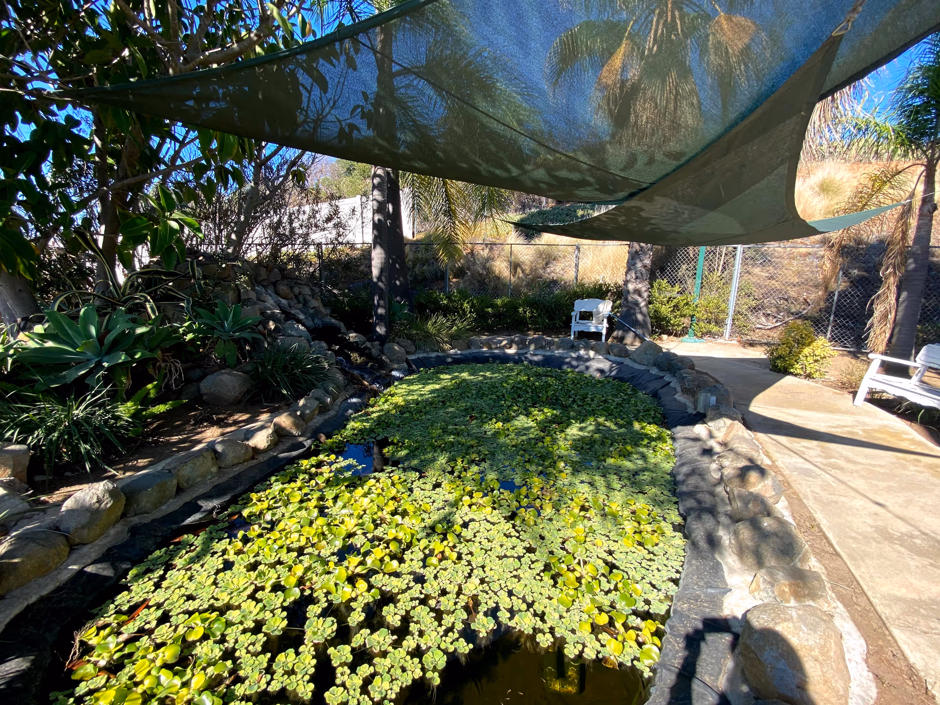 Outdoor courtyard with a pond, lily pads, shade sails, rocks, and seating.