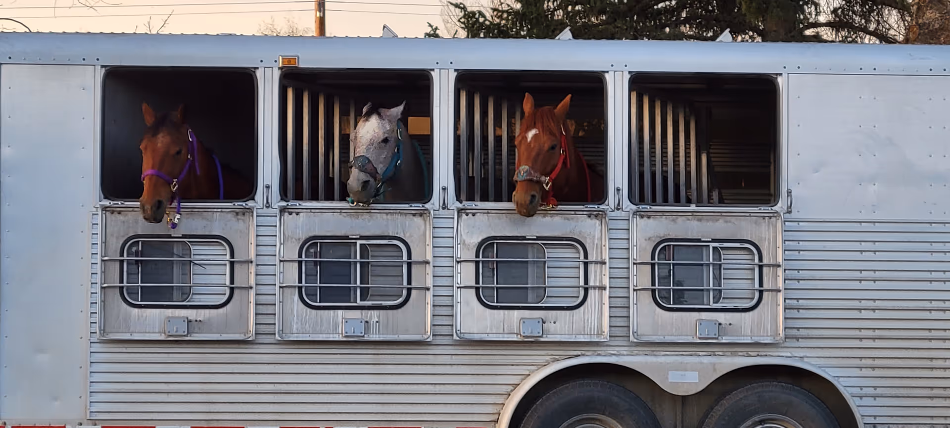 Three horses peek out of stalls in a large silver horse trailer.
