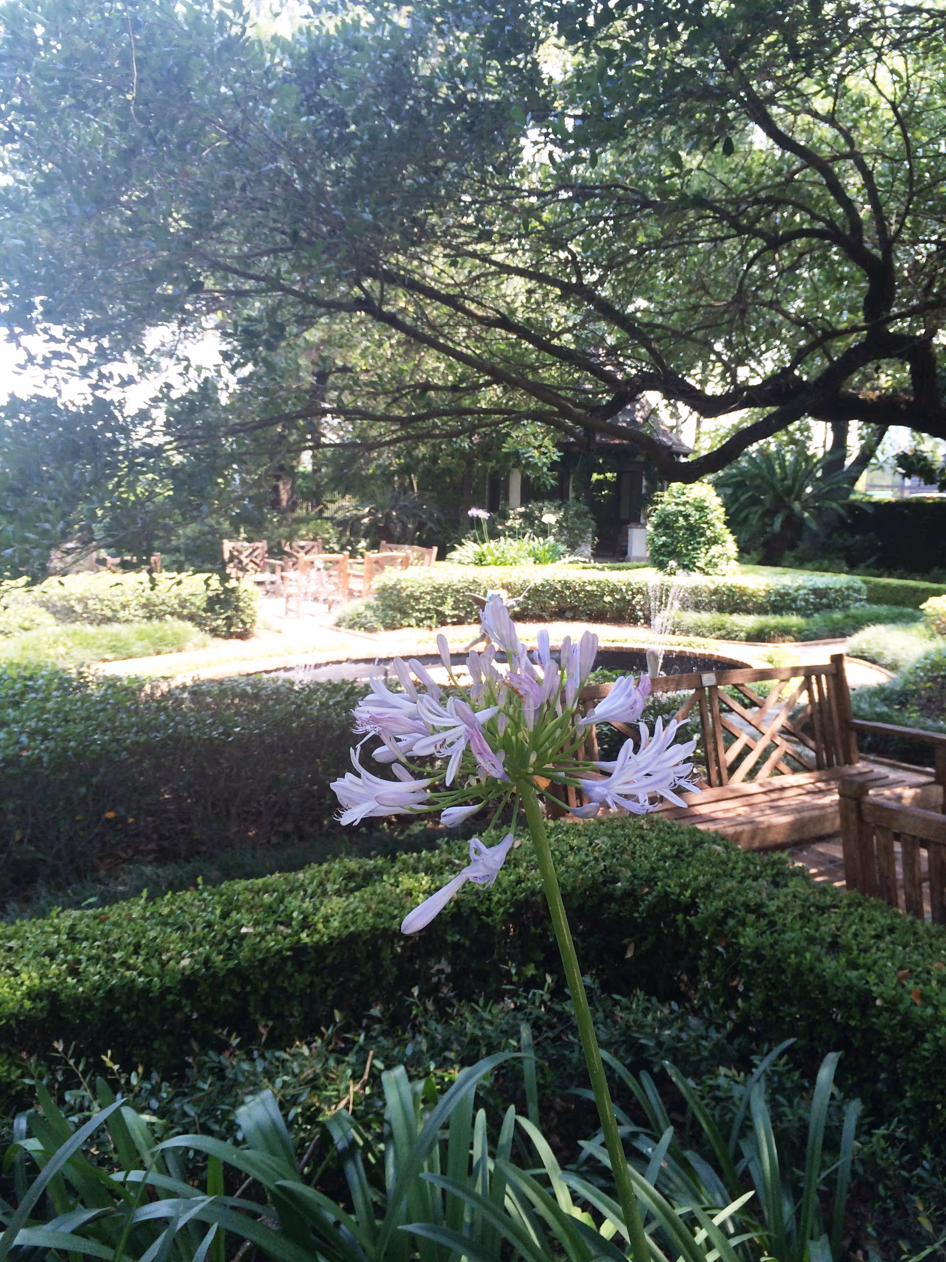 A lush garden with purple flowers, hedges, trees, and a wooden bridge in the background.