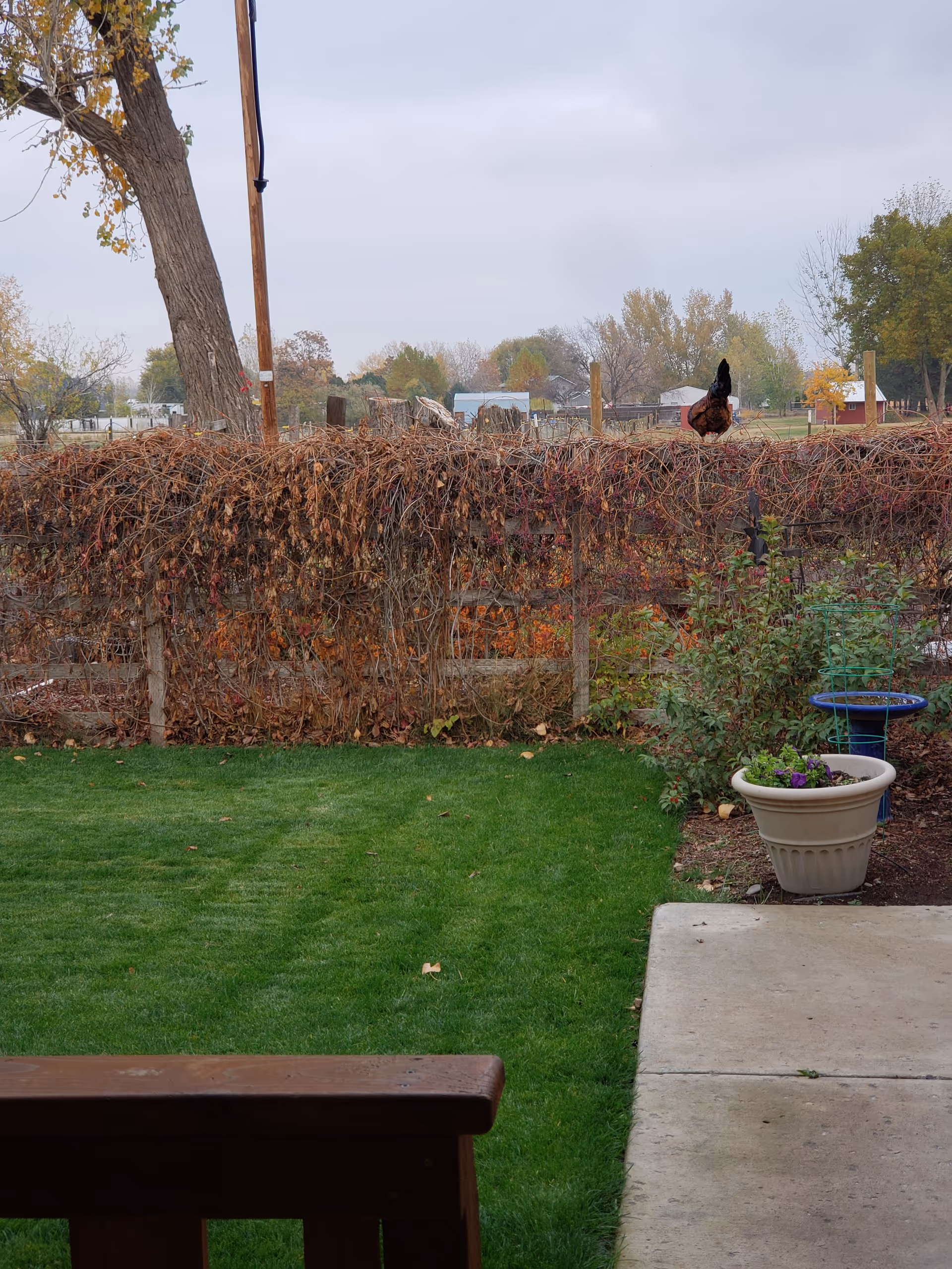 Outdoor yard at The Geneva House with a bench, green lawn, pots, and a wooden fence.