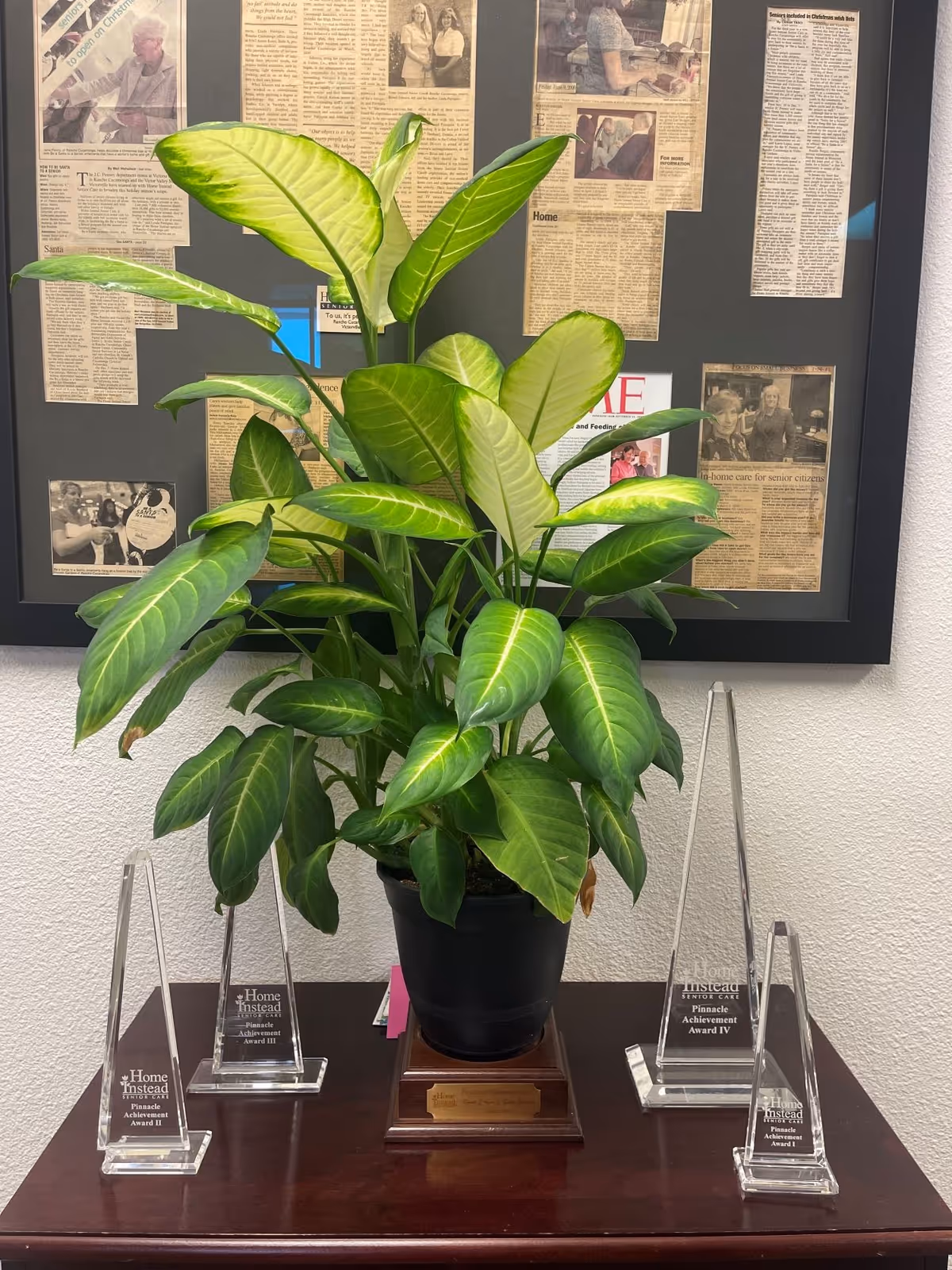 Lush green potted plant sits on a wooden table beneath framed newspaper clippings.