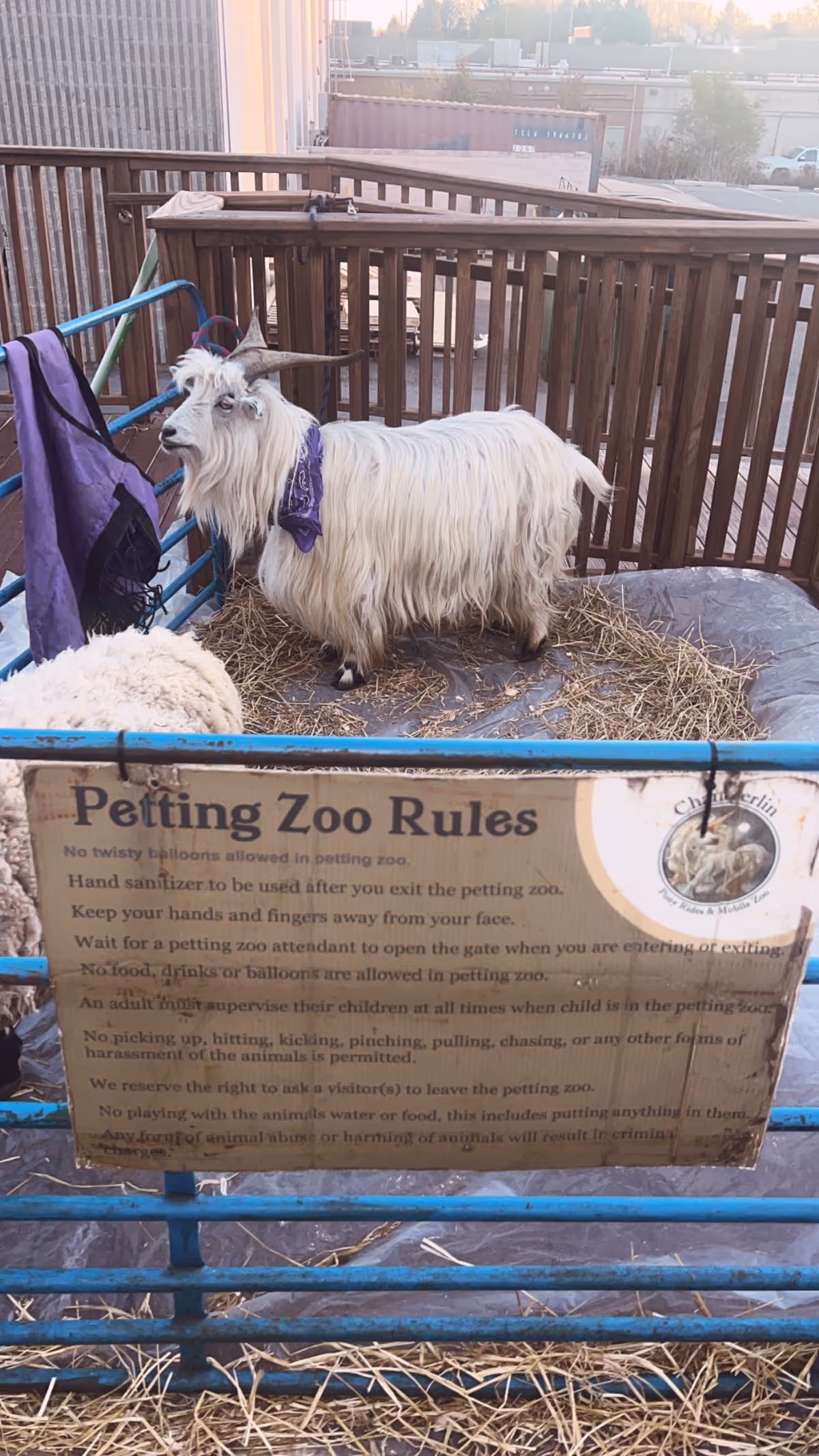Goat in a hay-filled outdoor pen beside a Petting Zoo Rules sign.