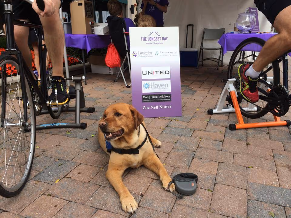 Golden retriever rests on brick pavement beside cyclists and a purple event sign outdoors.