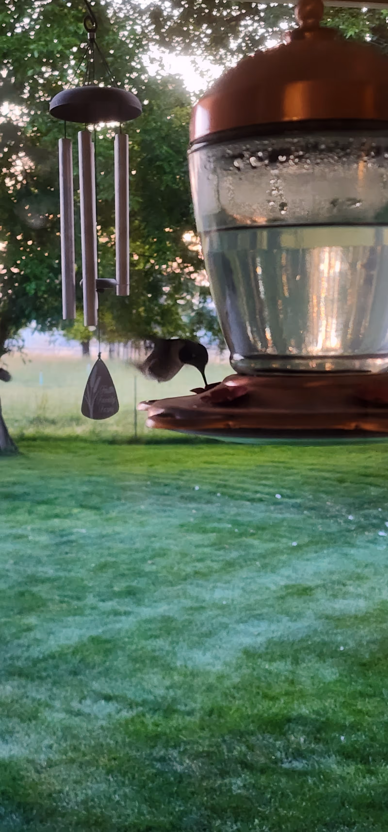Outdoor yard scene with a hanging bird feeder and lush green lawn.