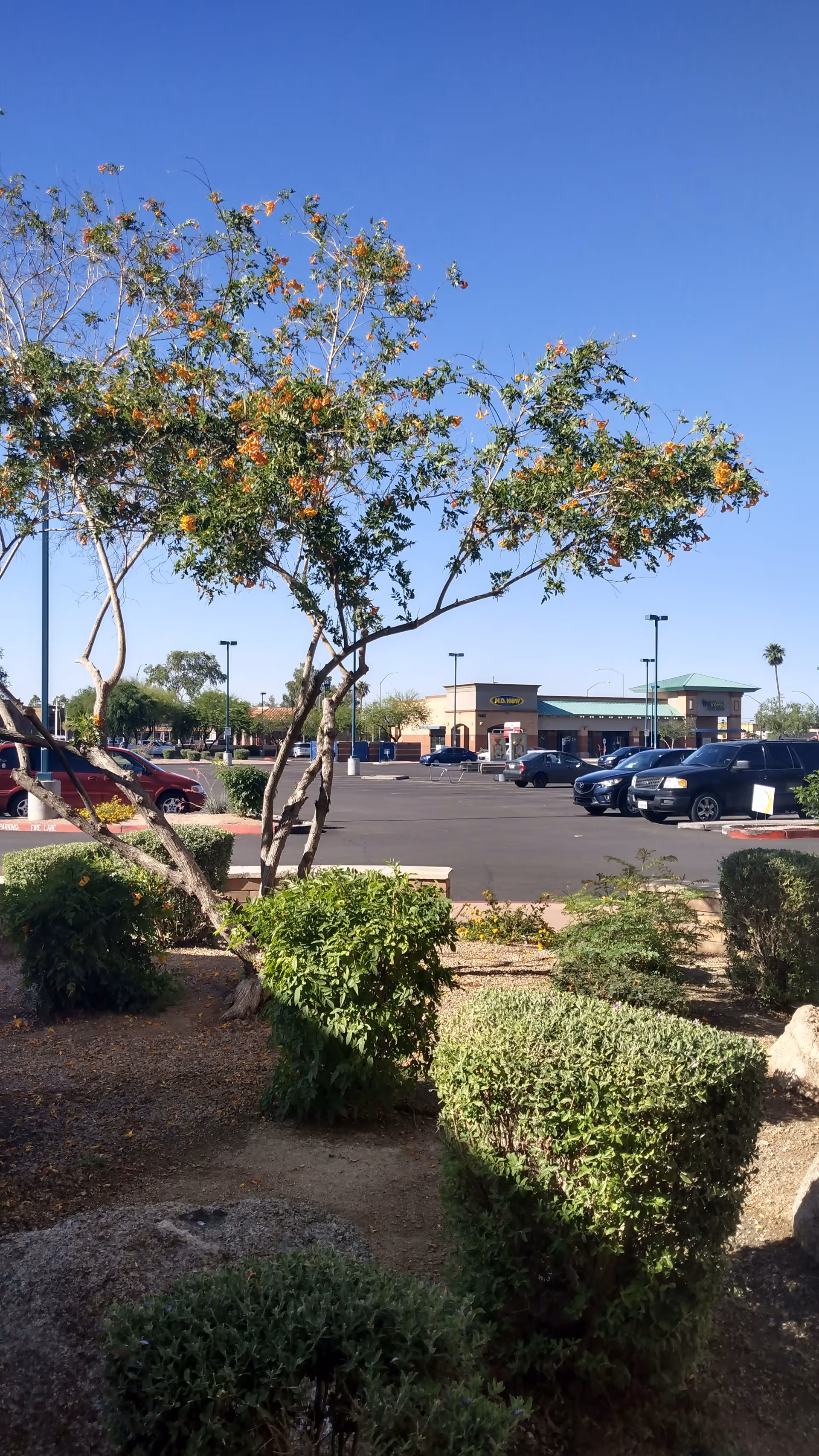 Parking lot with trees and shrubs in foreground and storefronts under a blue sky.