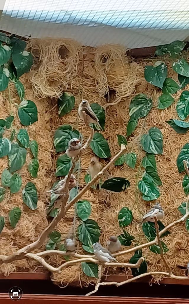 Indoor bird habitat with small perching birds among branches and green plants.