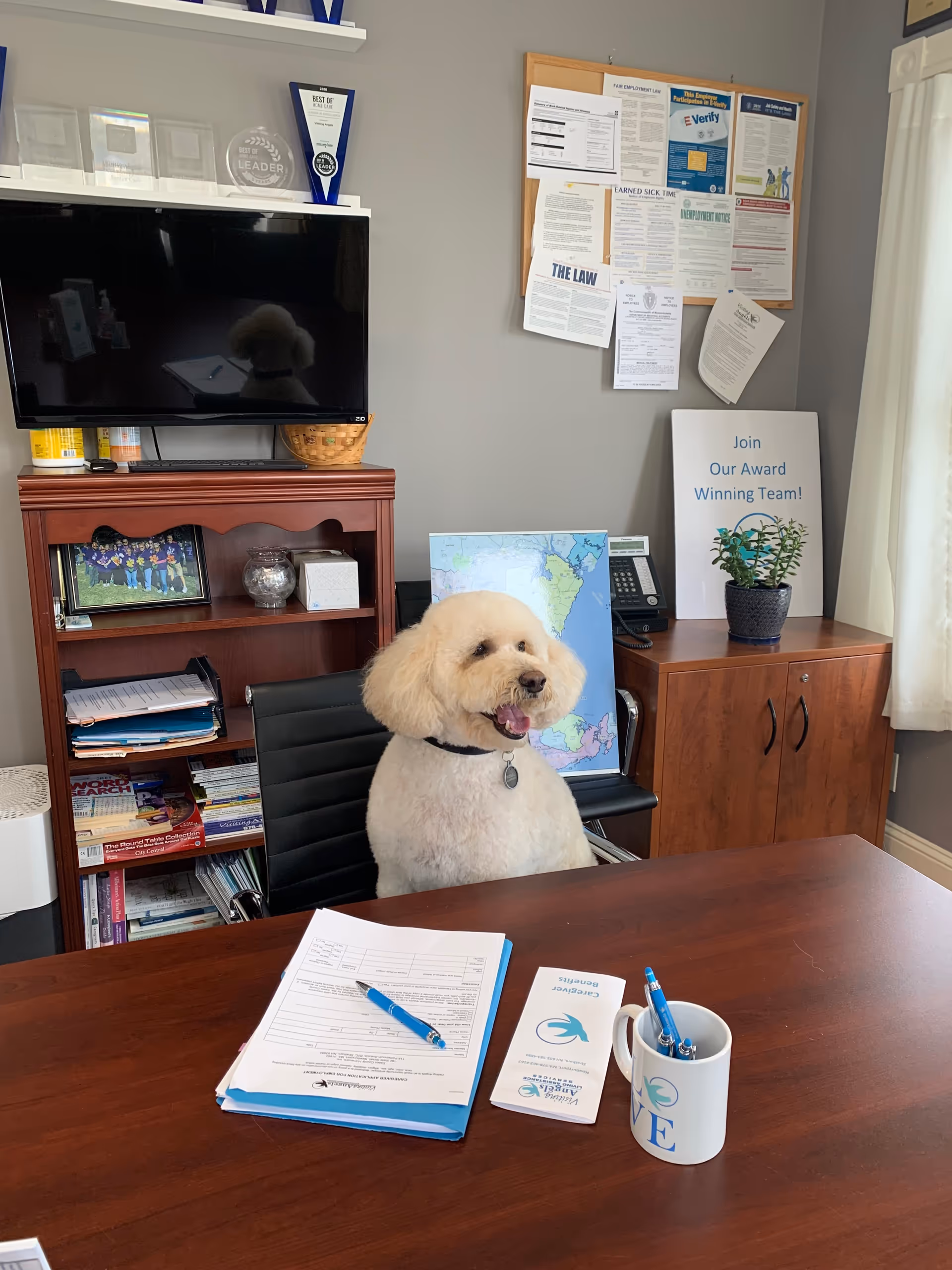 A fluffy white poodle sits at a desk in a professional office setting.