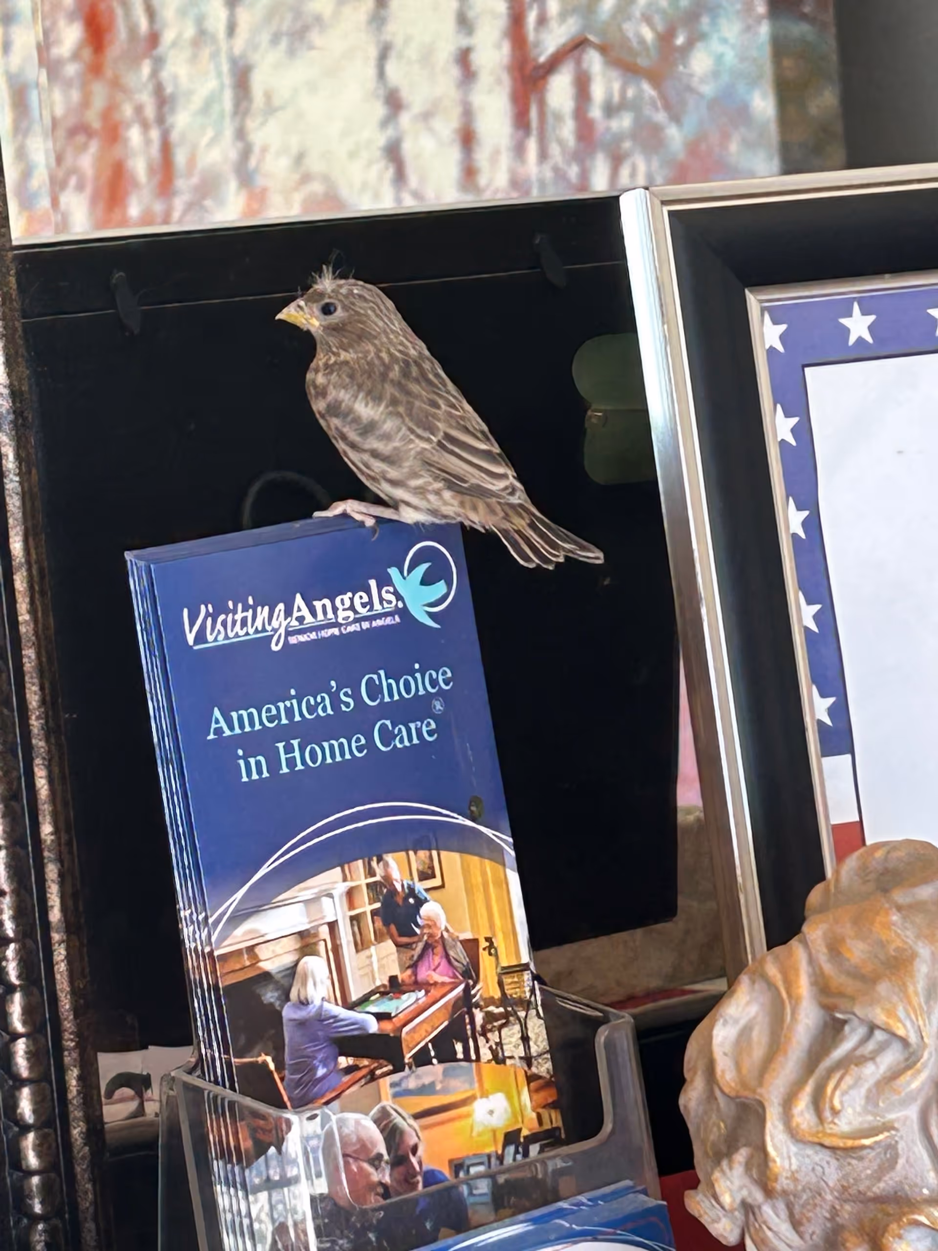 A small brown bird perched on a brochure stand with Visiting Angels Home Care materials.