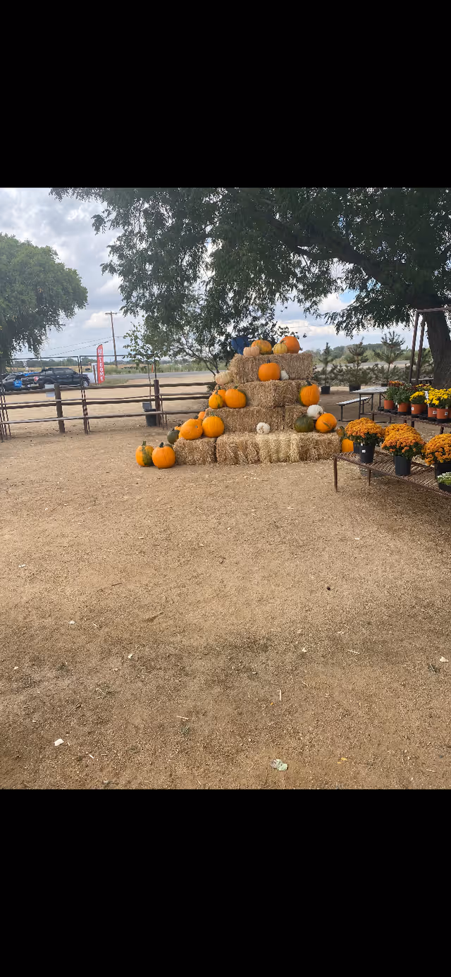 Outdoor display of pumpkins stacked on hay bales beside potted flowers
