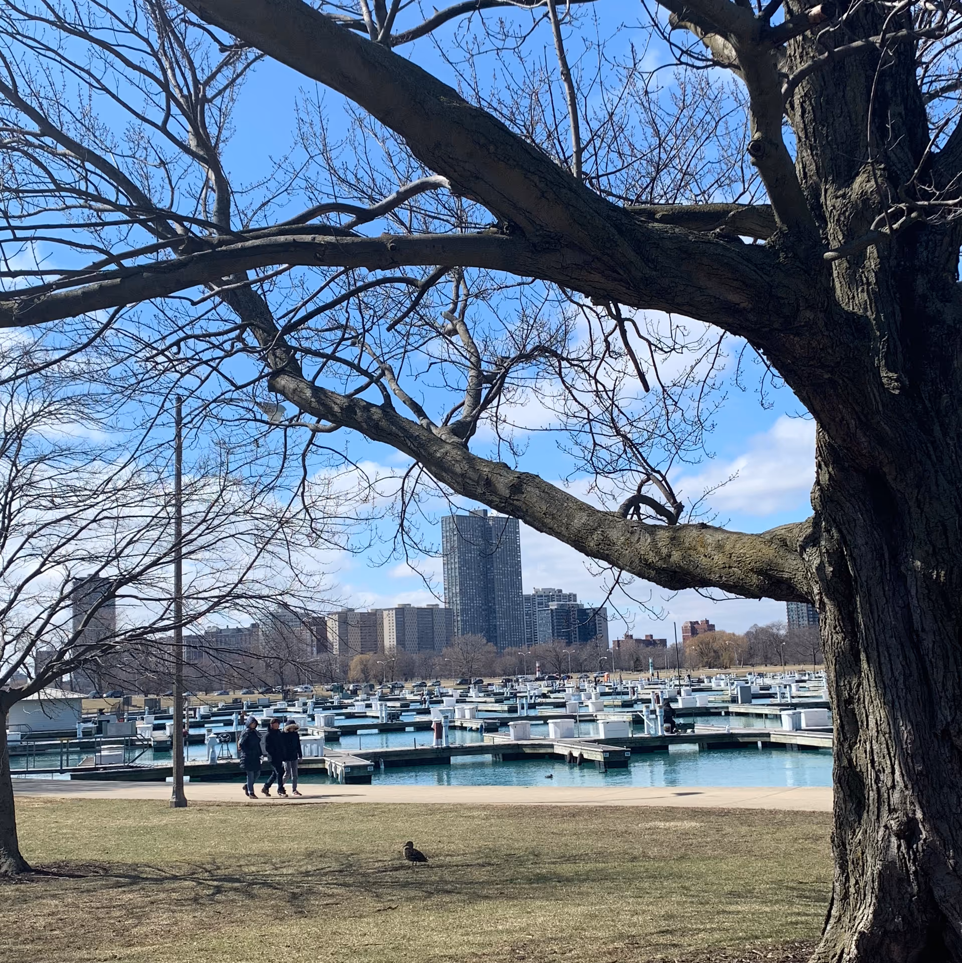A large tree frames a marina with boats, water, and distant city skyline.