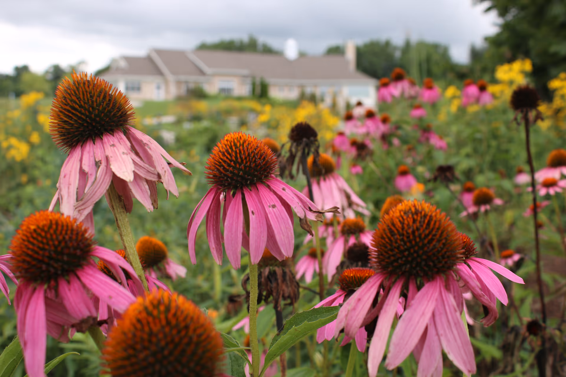 Vivid pink coneflowers in foreground with Unity Hospice building blurred in background