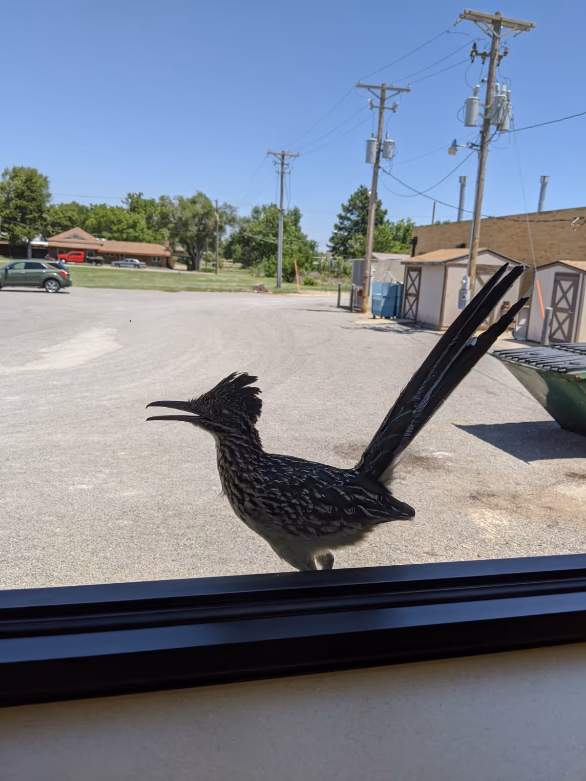 A black and white bird stands at a window, with parking lot and utility poles beyond.