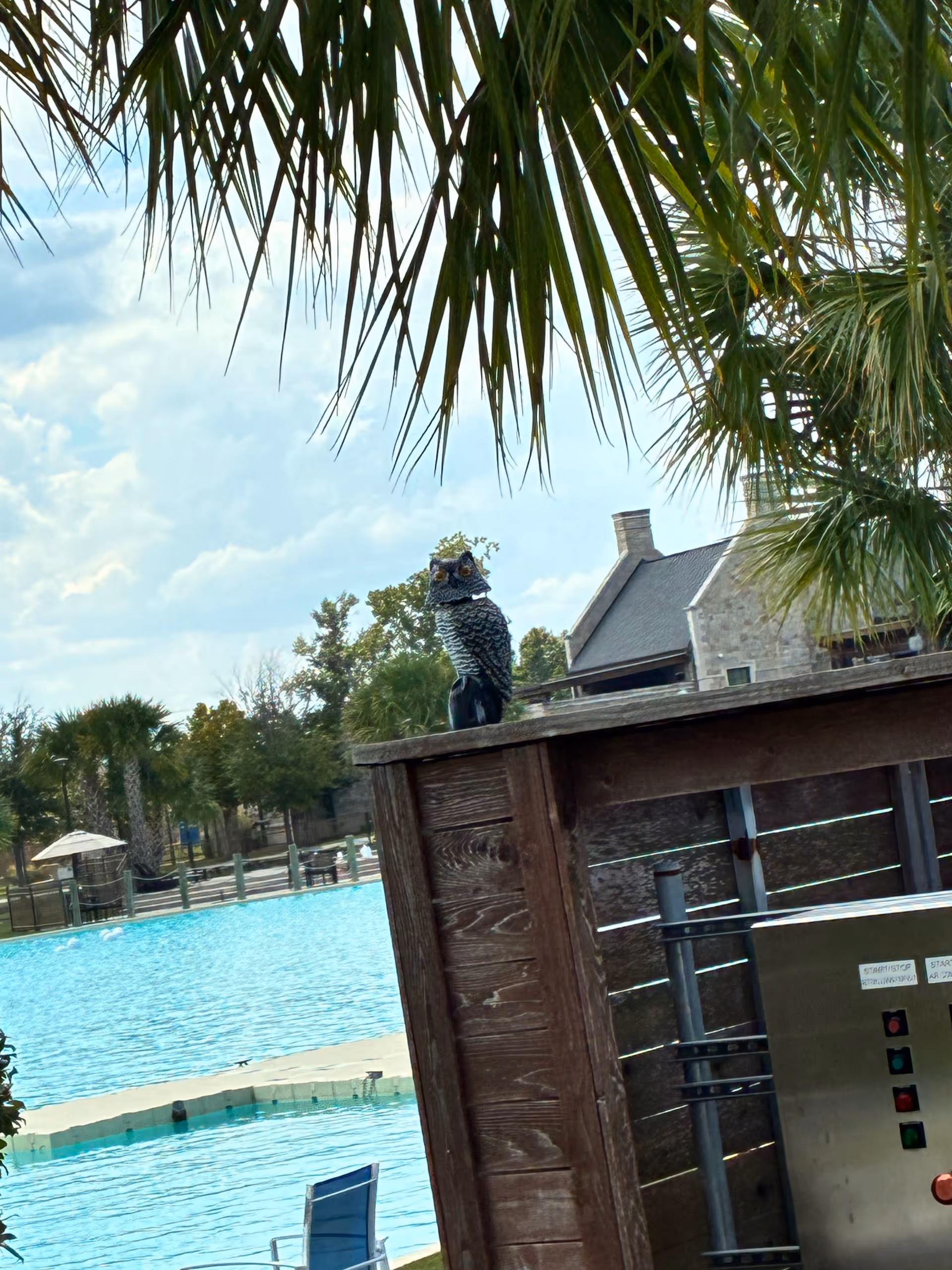Outdoor pool area with palm fronds, a wooden railing, and a perched owl statue.