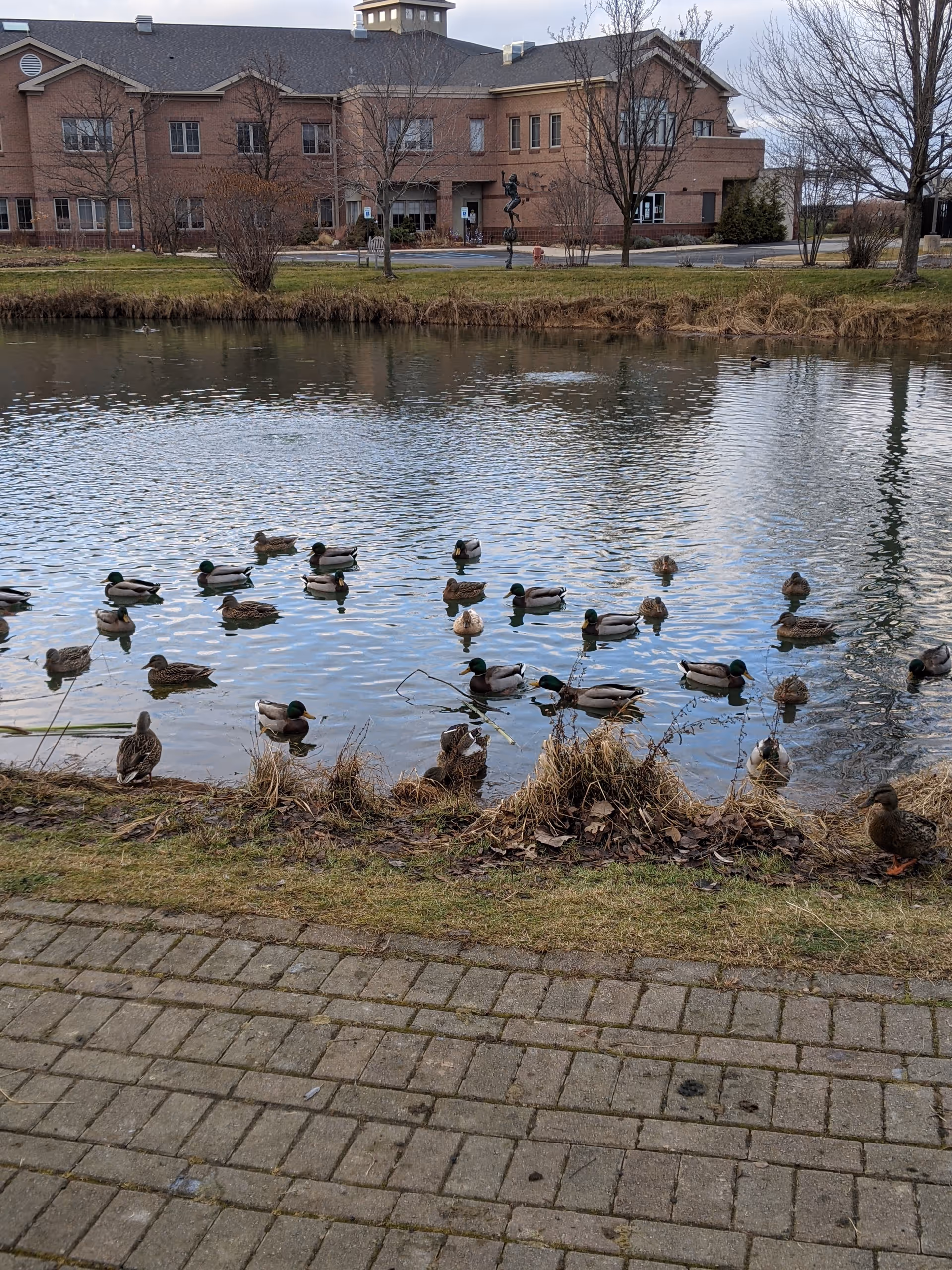 Ducks swim in a pond with a brick facility building and bare trees beyond.