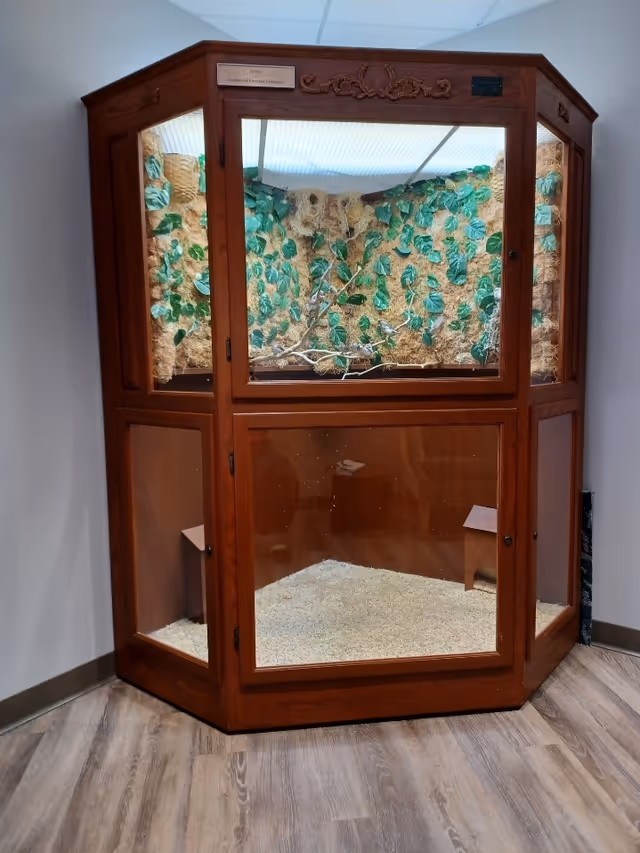 Wooden glass terrarium display with vines inside an interior facility.