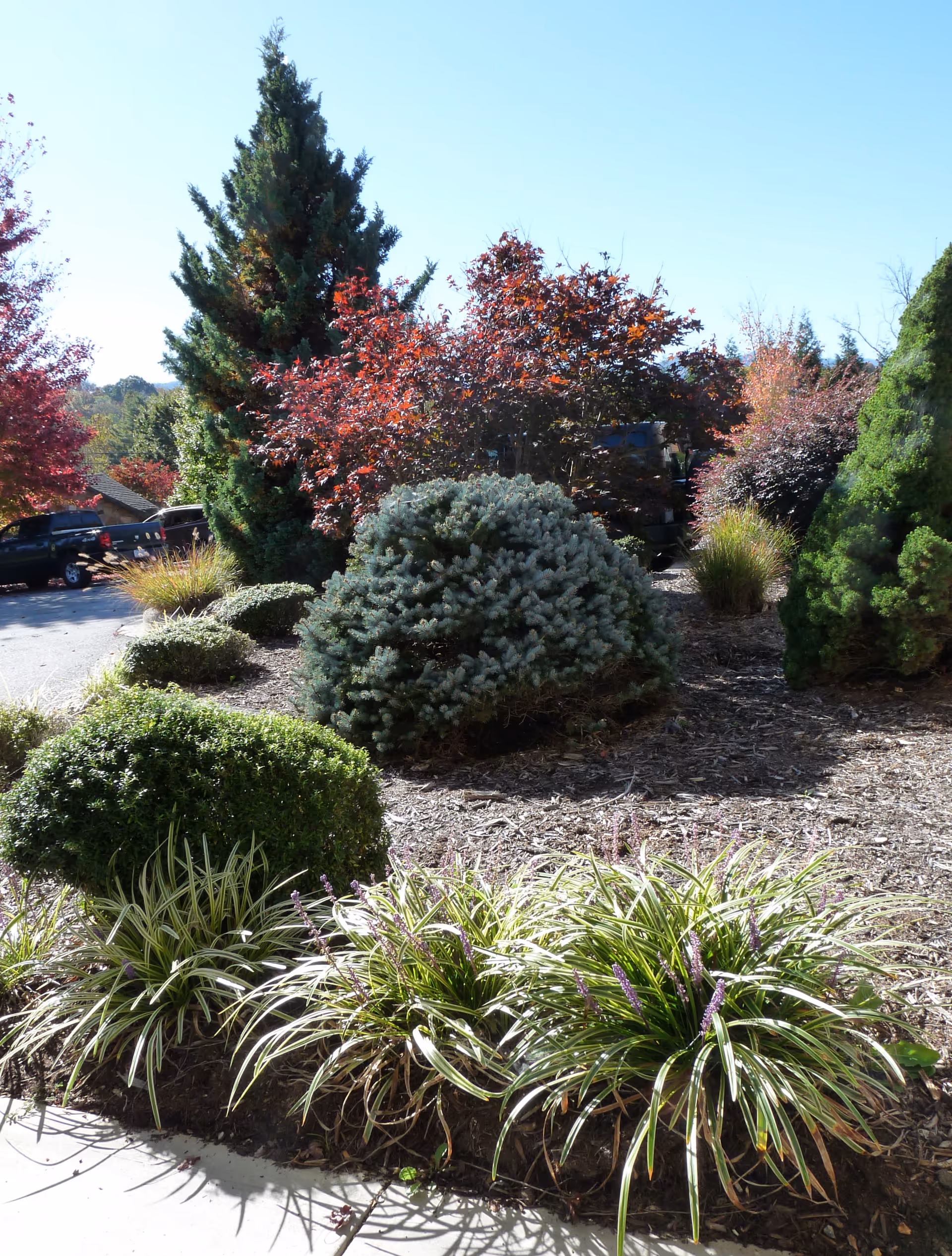 Well-maintained outdoor landscaping with evergreen shrubs, colorful trees, and mulch along a walkway.