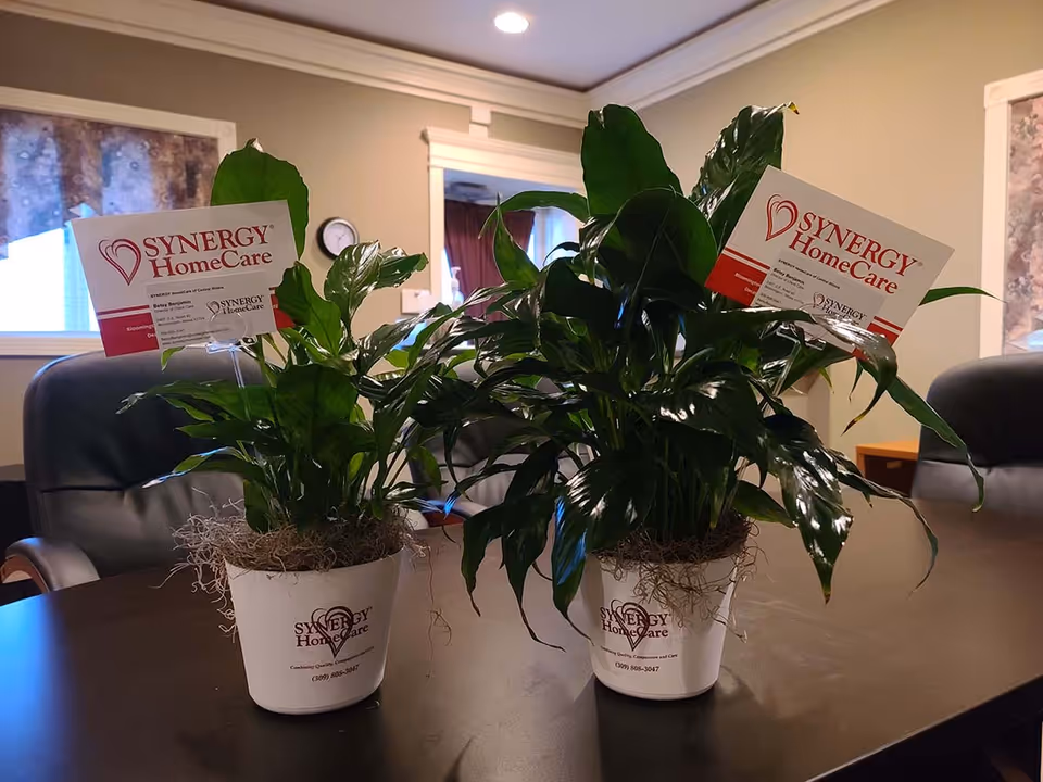 Two potted SYNERGY HomeCare plants sit on a dark conference table in a room.