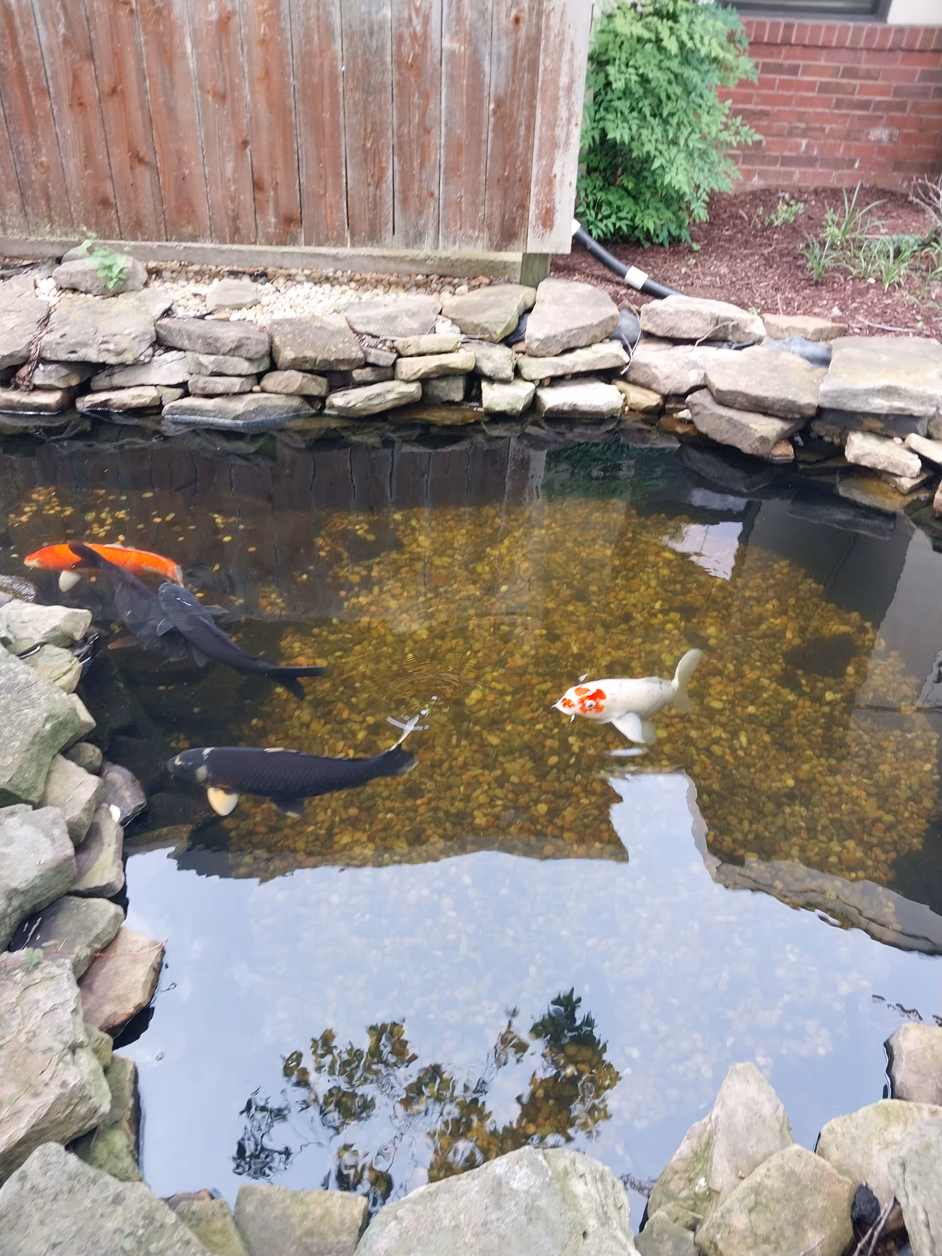 Outdoor koi pond with rocks, clear water, and colorful fish near a brick wall.