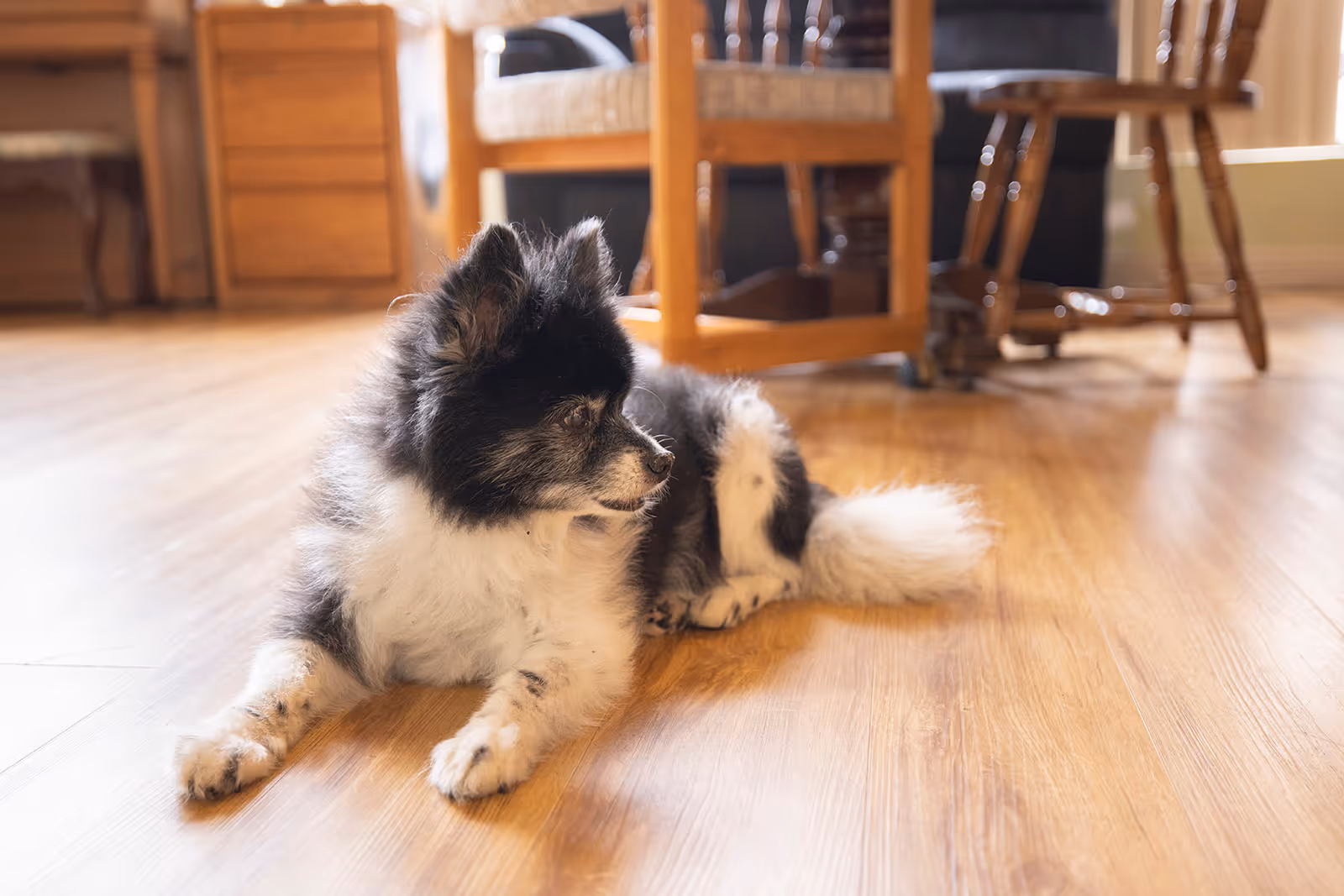 Small black and white dog resting on a wooden floor in a furnished living area.
