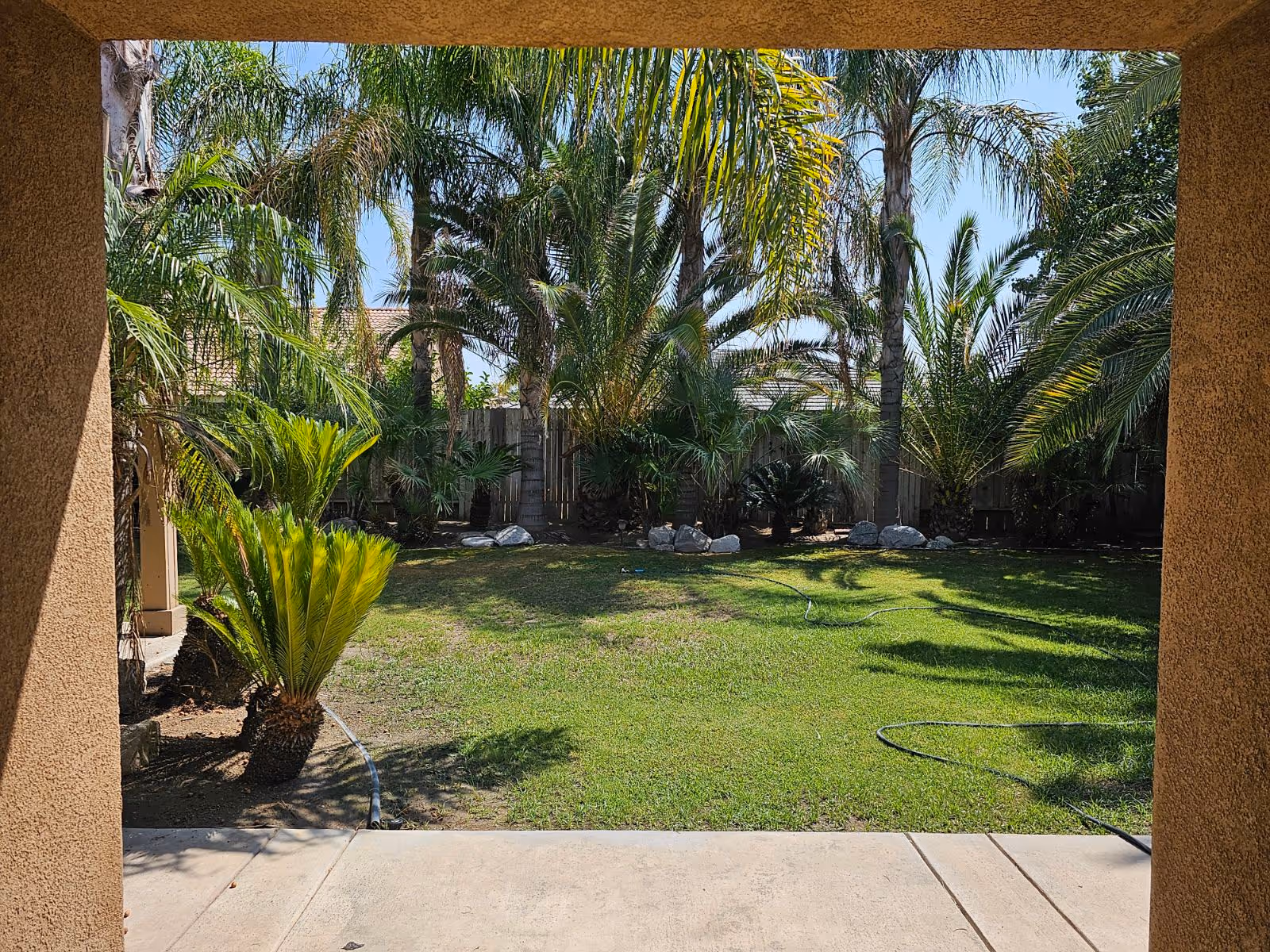 View of a sunny backyard with palm trees and a green lawn