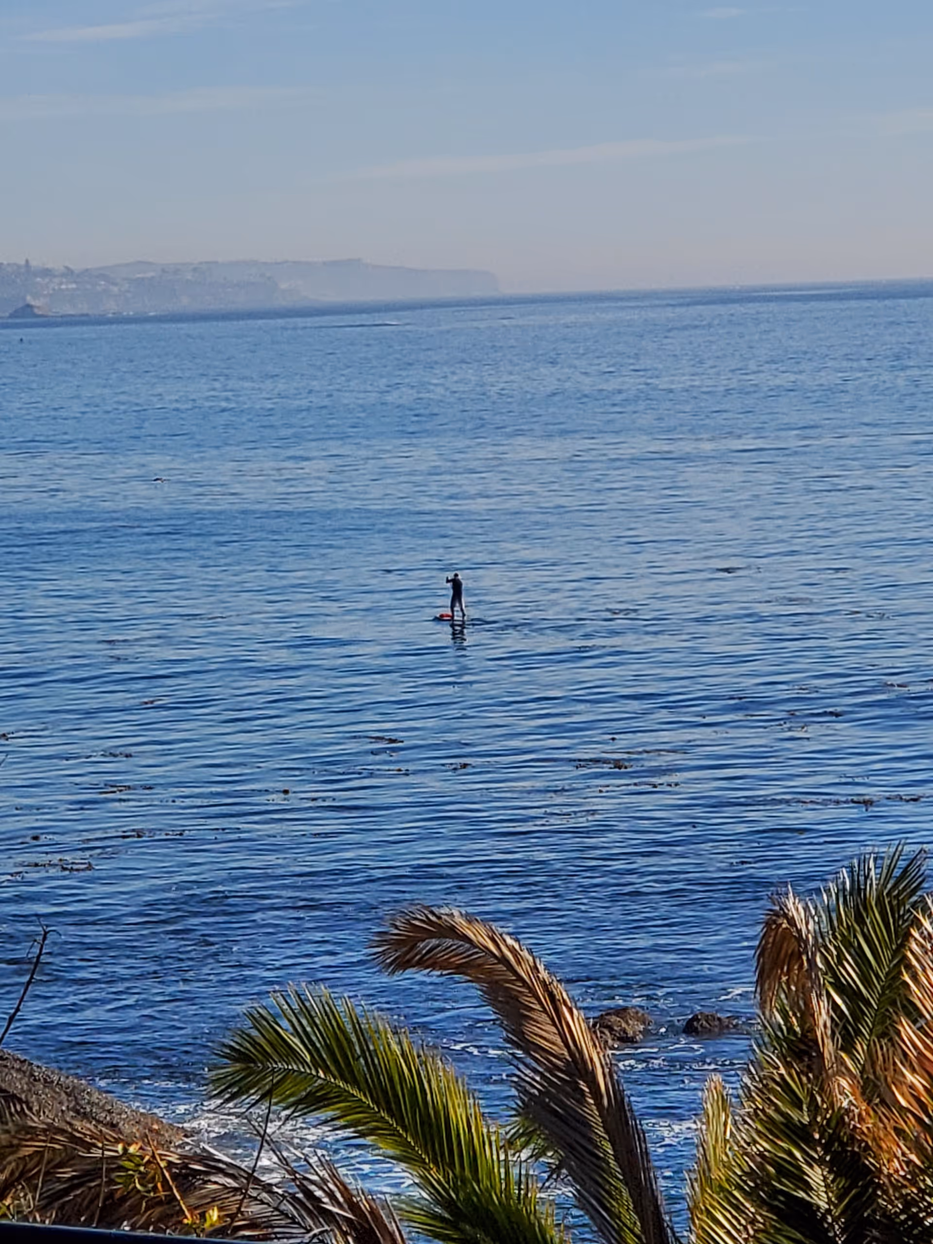 Coastal ocean scene with a lone paddleboarder and palm fronds in the foreground.