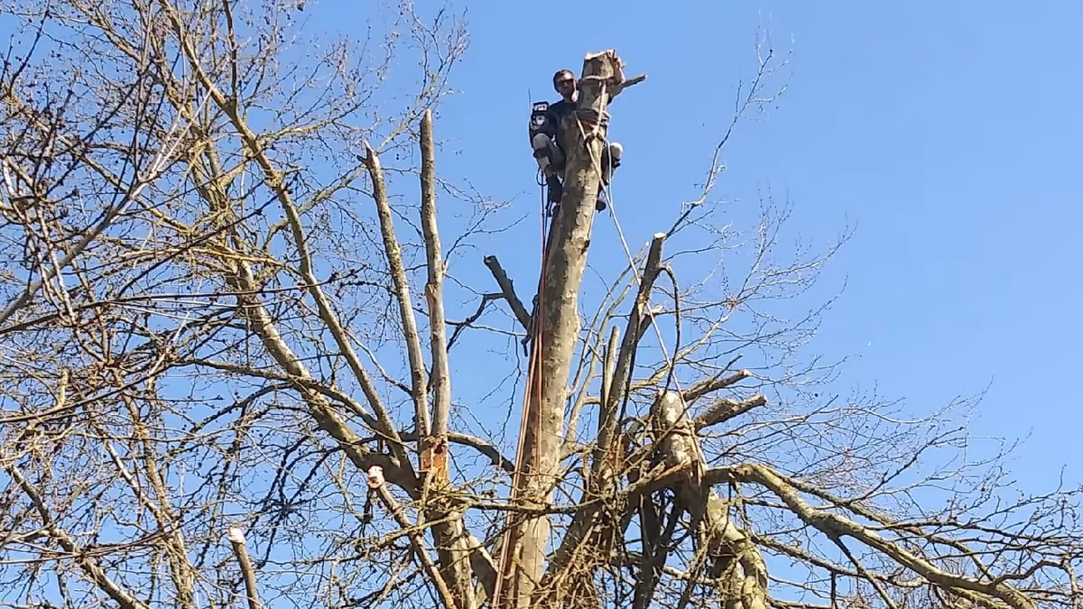 Two workers in harnesses prune a tall, leafless tree under a clear blue sky.