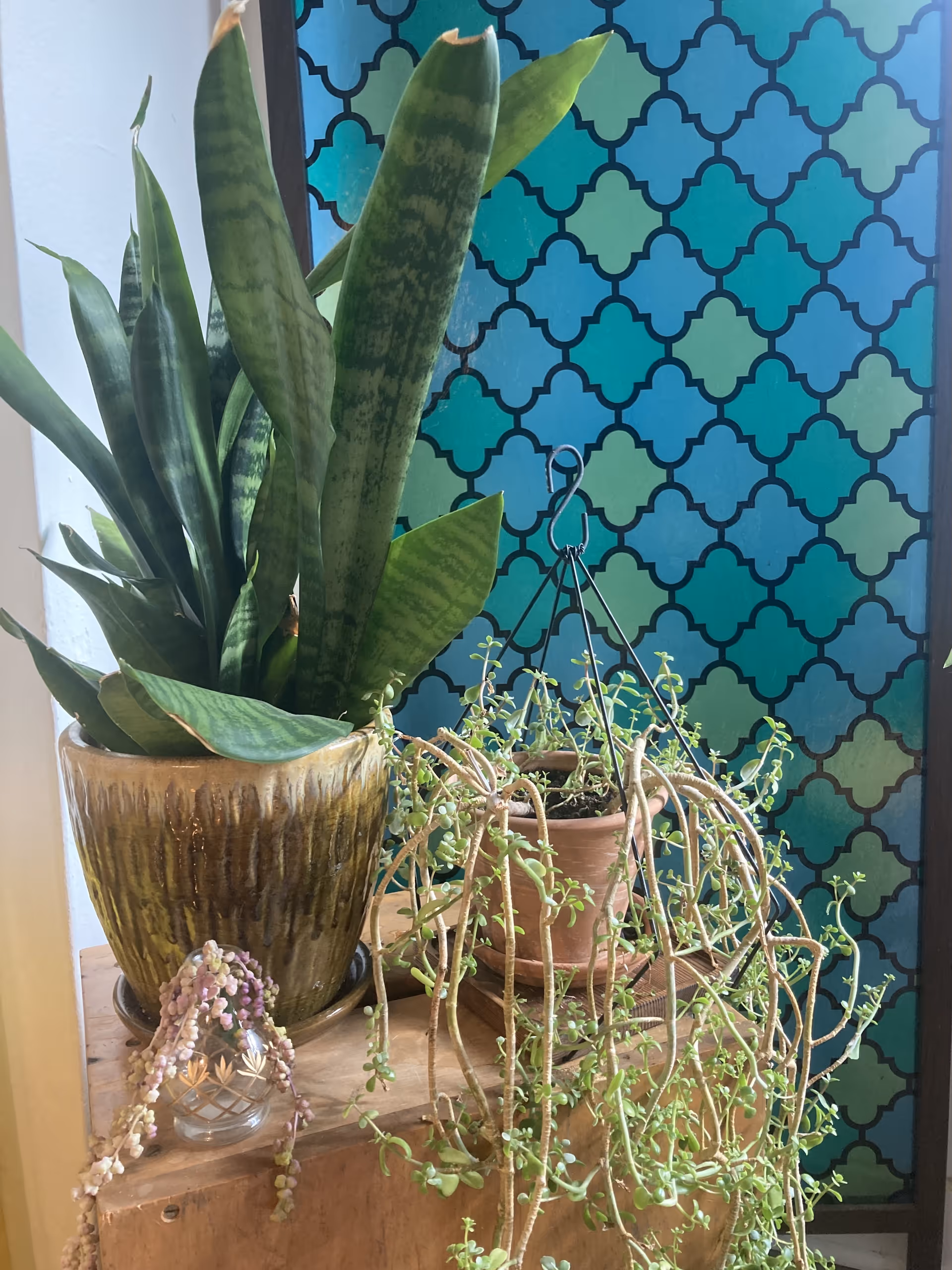 Indoor scene with potted plants on a wooden table against teal patterned wall.