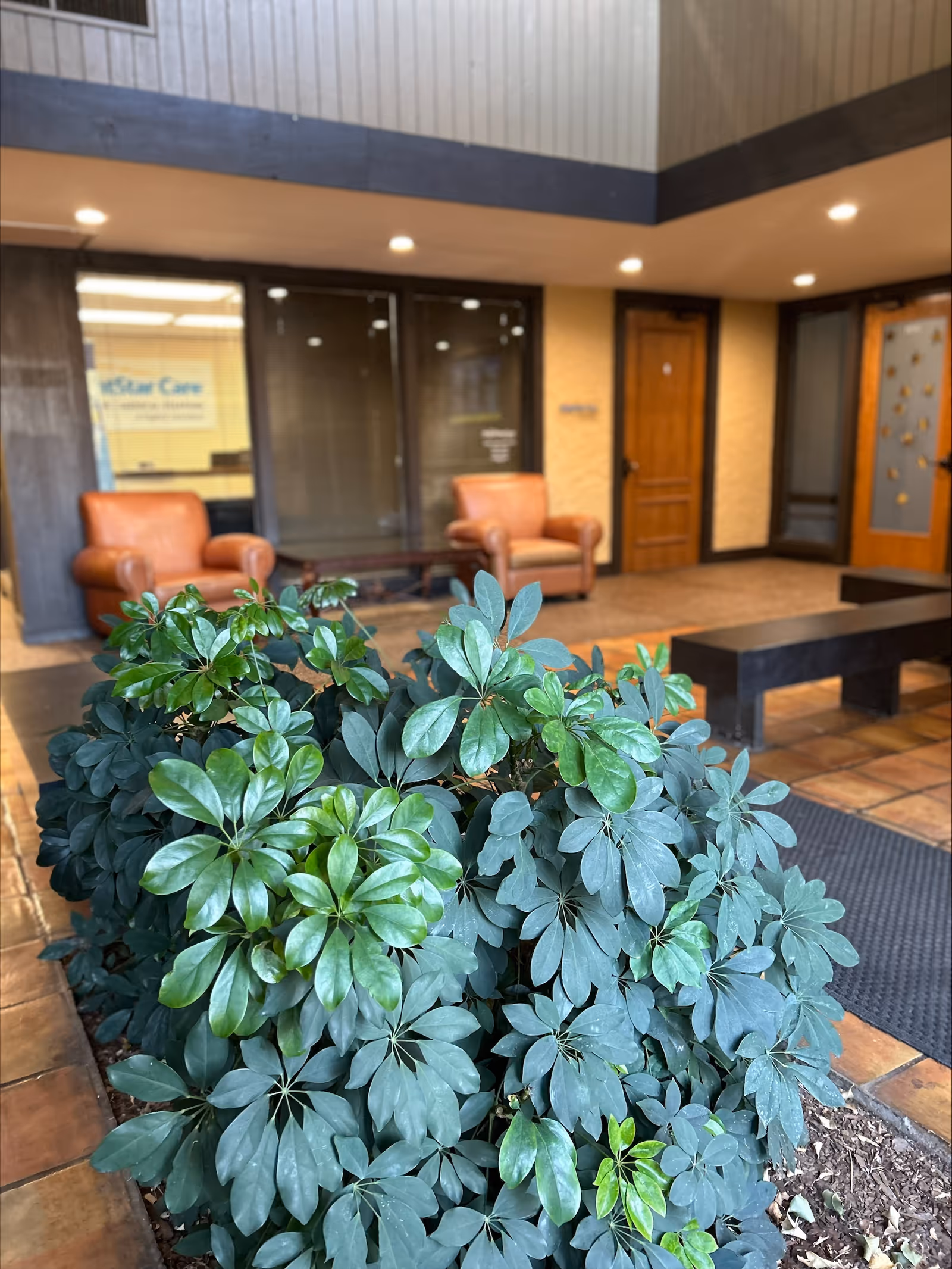Lobby area with a large leafy plant in the foreground, leather chairs, and glass doors.