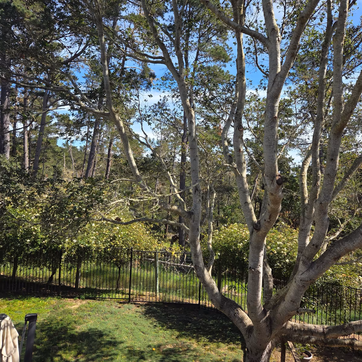 Sunny outdoor garden with tall trees, greenery, and a black metal fence.
