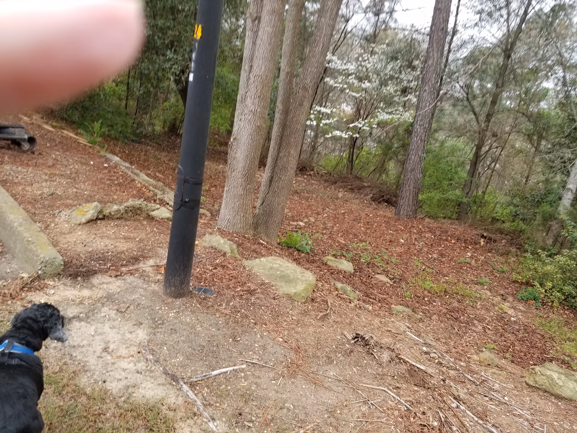 Outdoor wooded area with a dirt path, rocks, trees, and a black dog nearby.