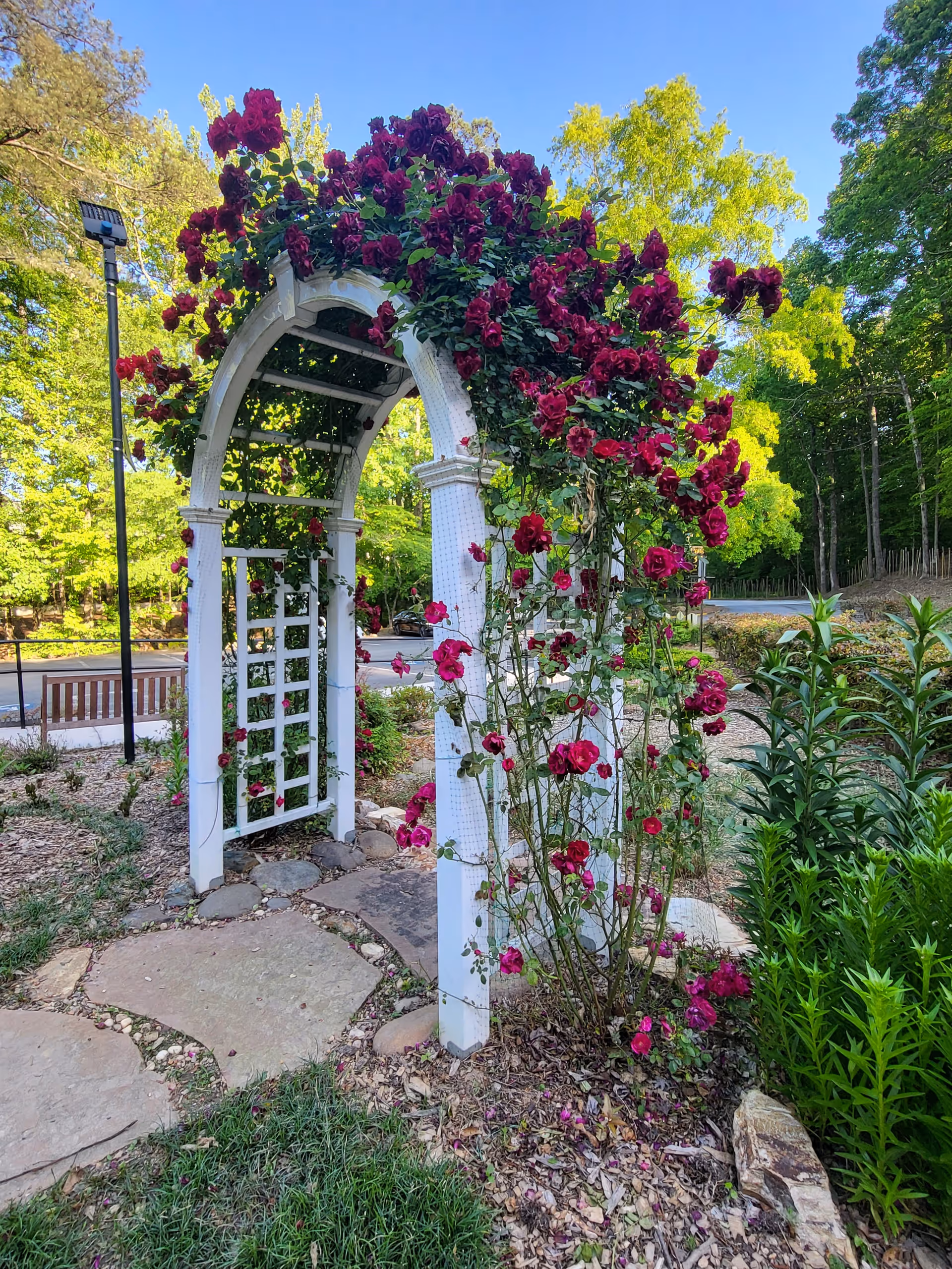 White garden arch draped with deep pink roses along a stone path outdoors.