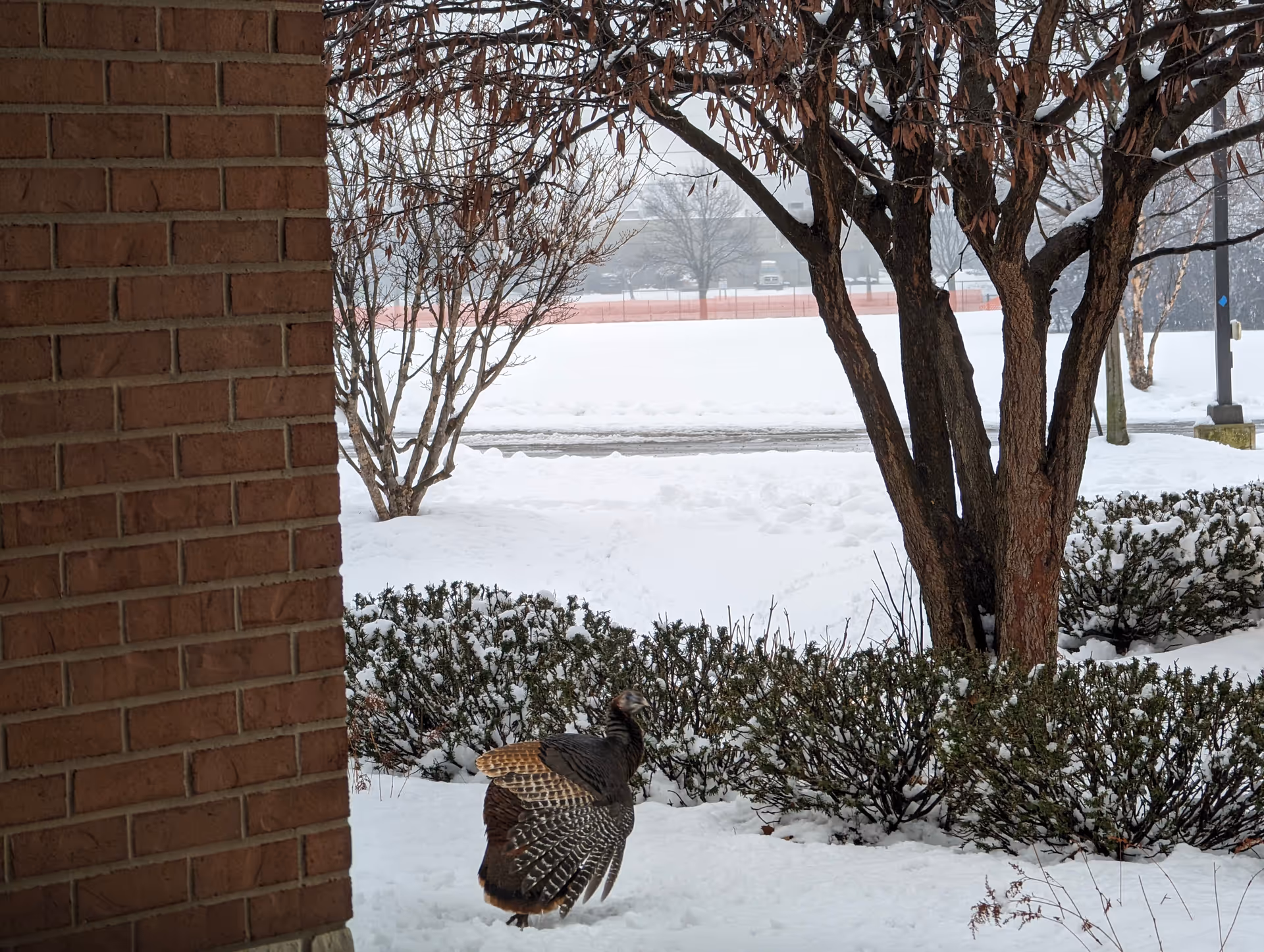 A wild turkey walks in the snowy yard beside a brick building.