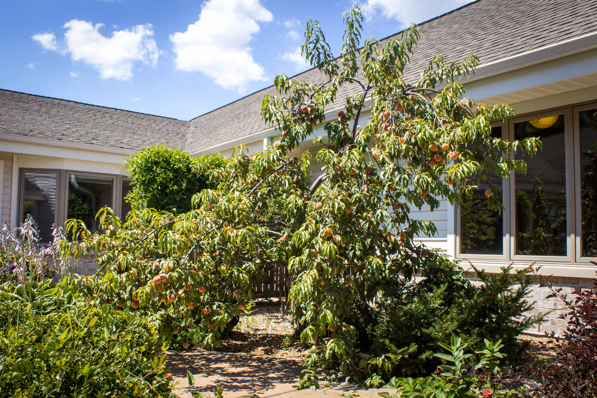 Exterior of a senior living facility with lush garden and fruit tree near windows.