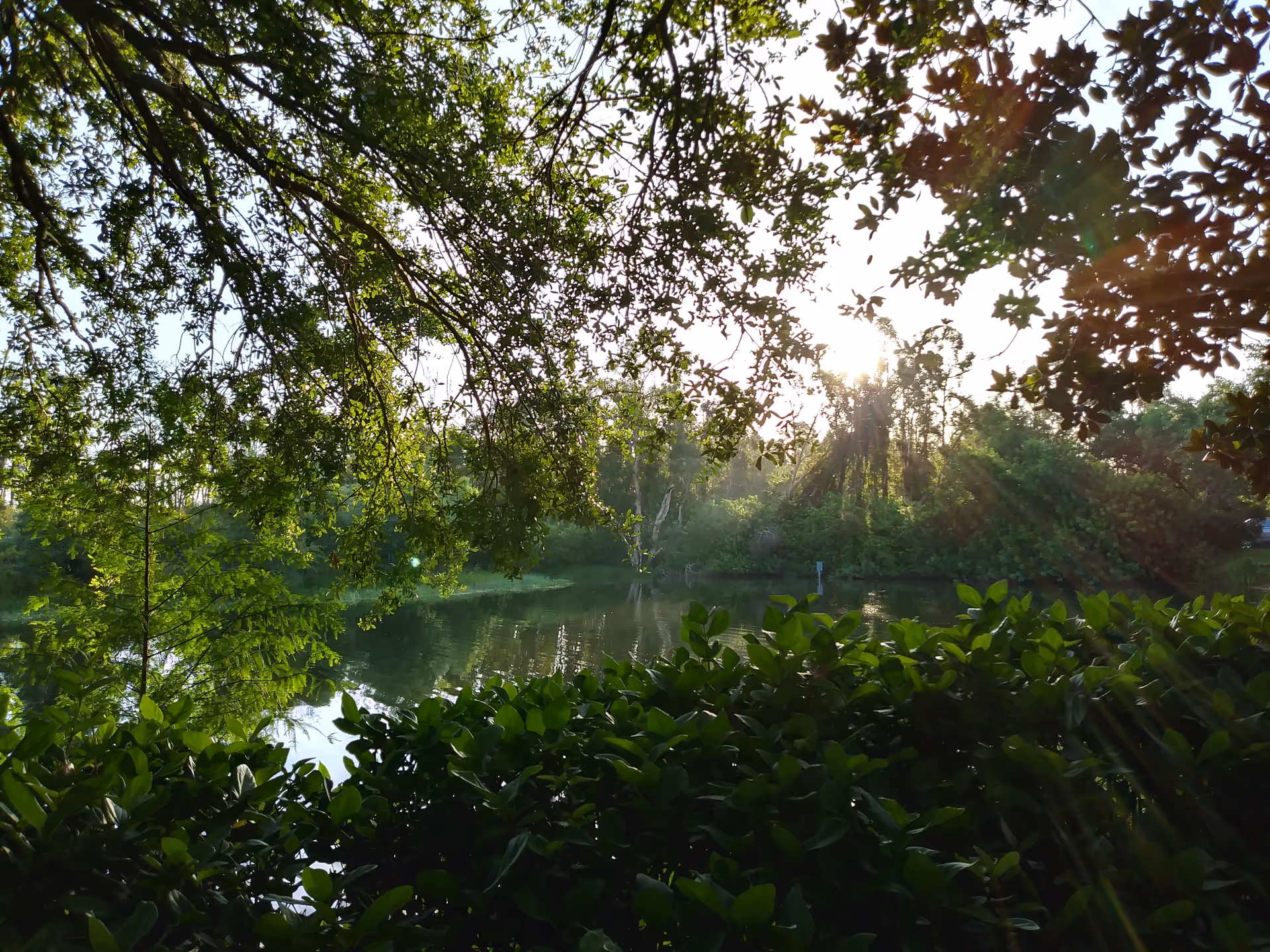 Sunlight filters through tree branches onto a tranquil lake framed by green bushes.