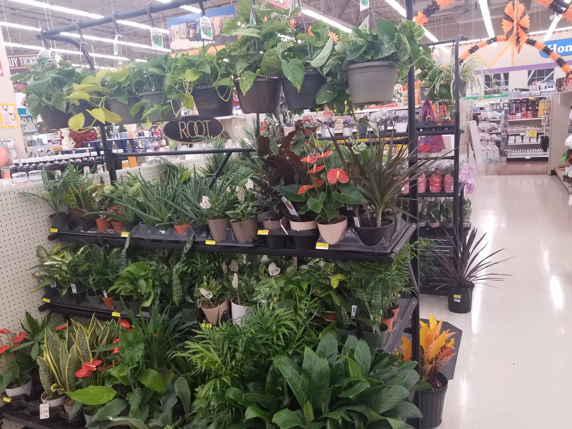 Aisle of potted plants on metal shelves inside a Discount Drug Mart store.