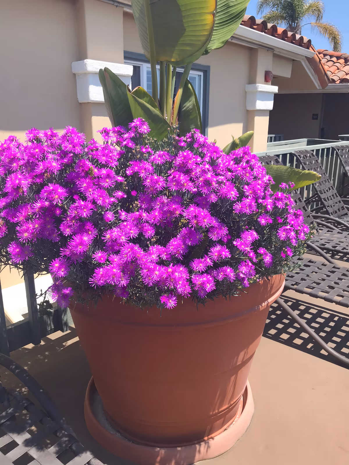 Bright purple flowers in a large terracotta pot on a sunny outdoor balcony with furniture.