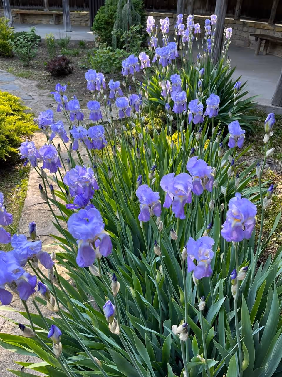 Purple irises line a stone path in a well-kept outdoor garden.