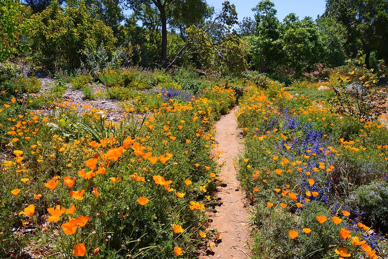 Sunny garden path winding through orange and purple flowers outdoors