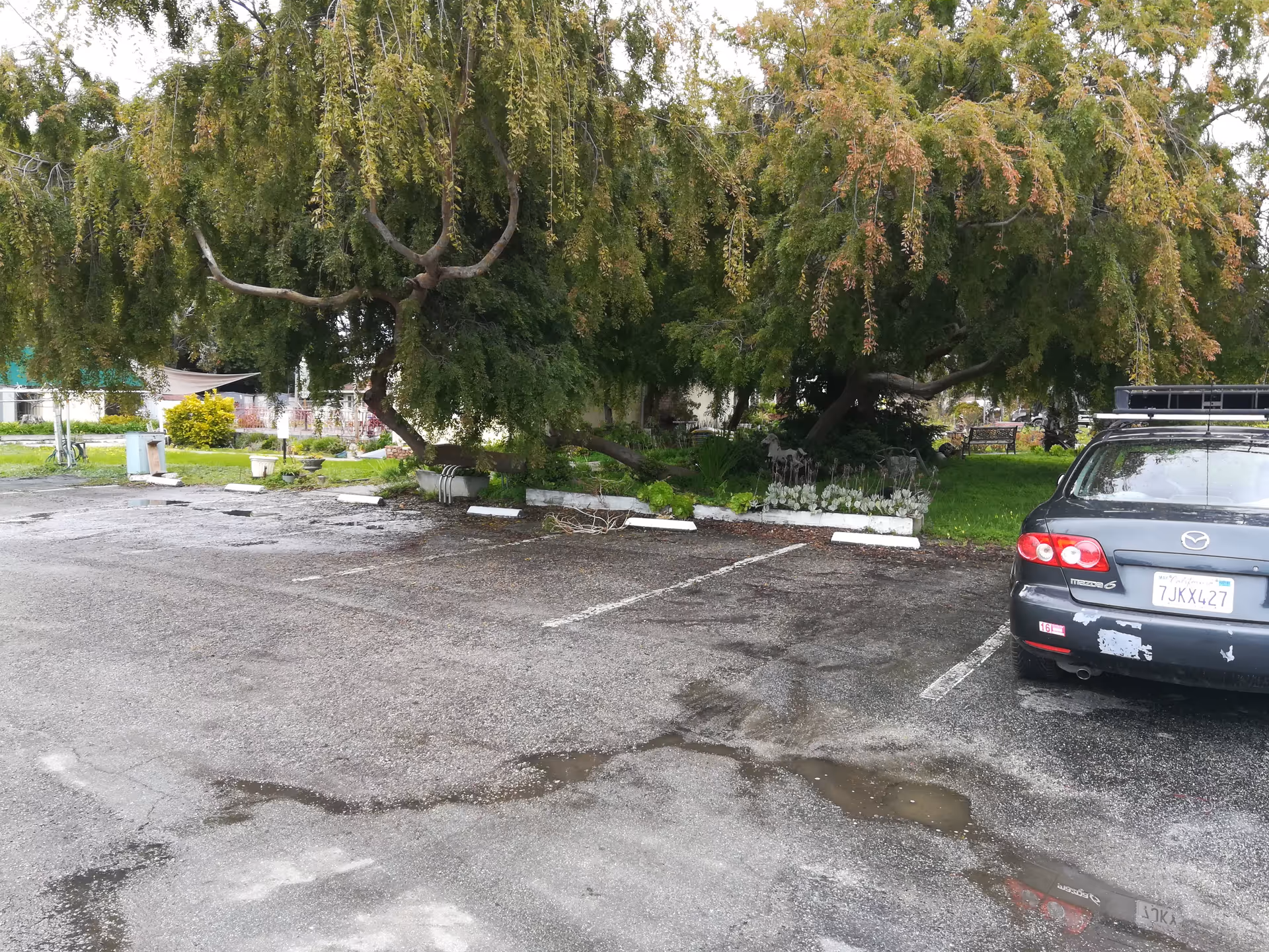 Parking lot shaded by a large tree with a dark car parked nearby.