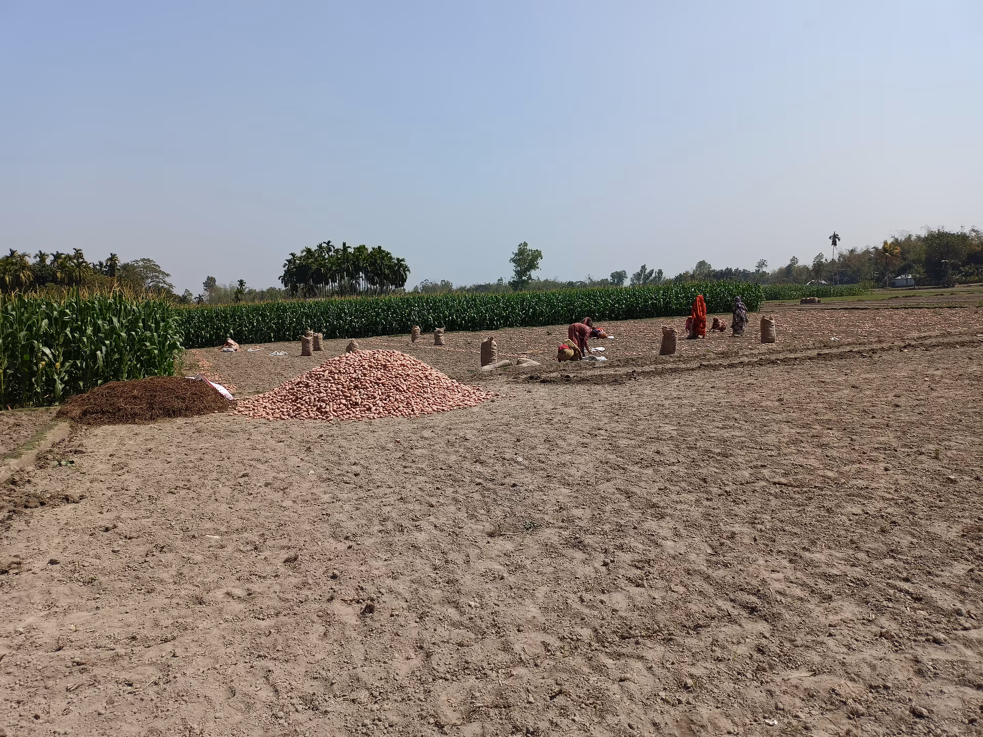 A rural field with corn rows, potato piles, and workers harvesting in the distance.