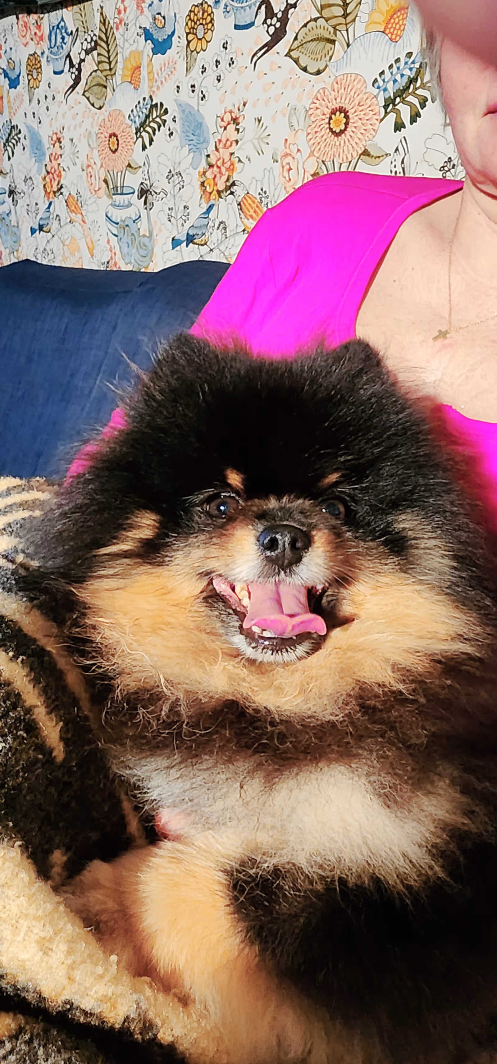 Fluffy black-and-tan Pomeranian sits on a person's lap indoors, with floral wallpaper behind.
