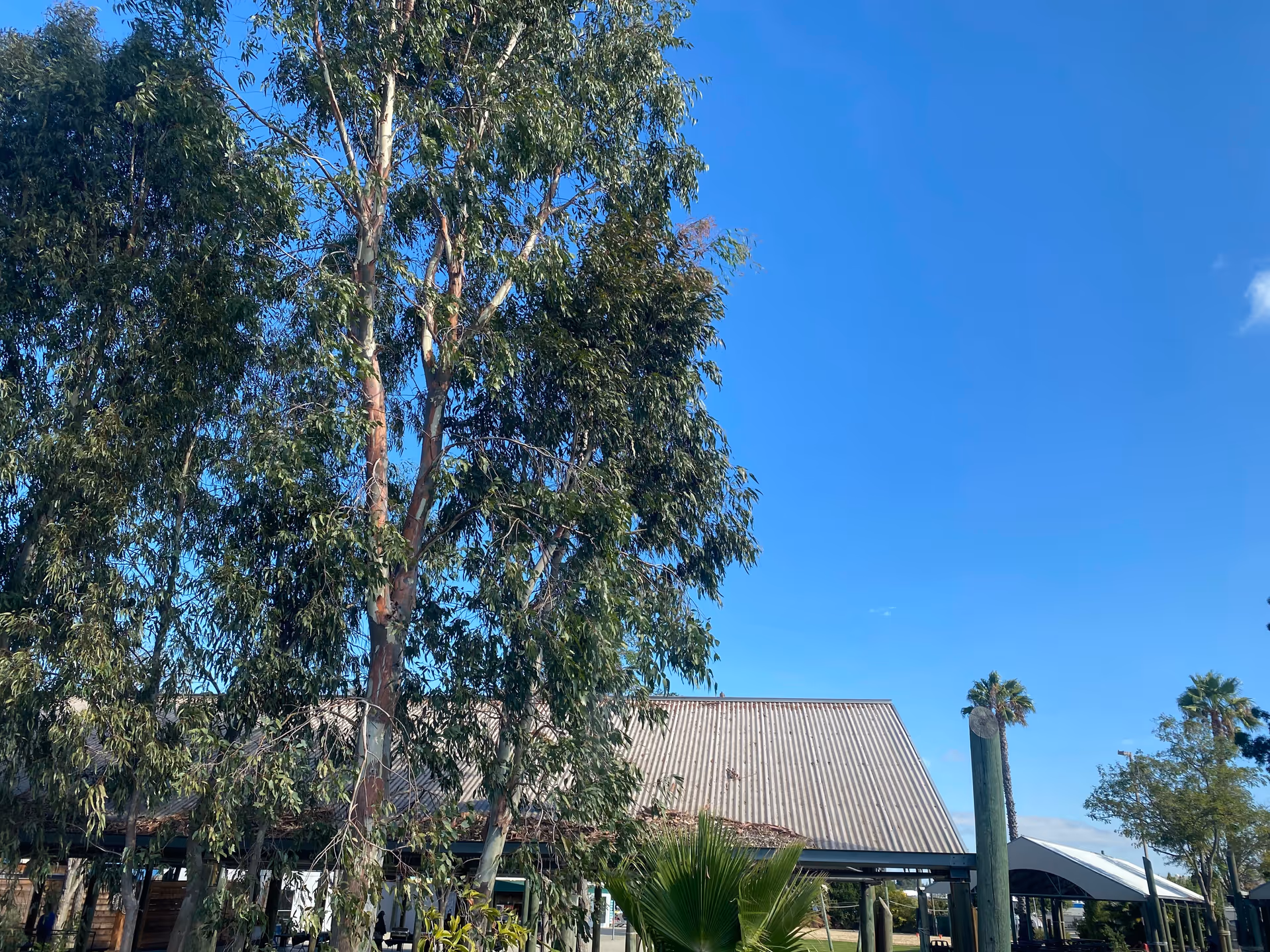 Outdoor area with tall trees and a building under a clear blue sky.