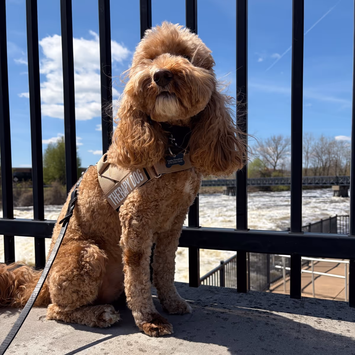 Therapy dog on railing beside river outdoors, wearing a harness