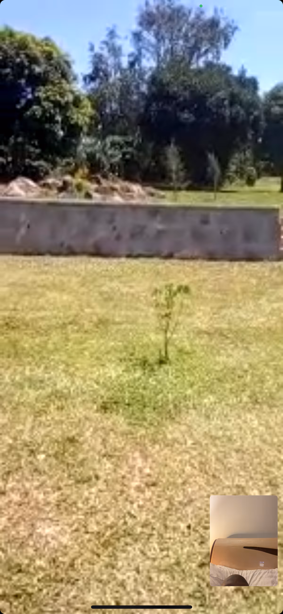 Sunlit outdoor lawn with a low concrete wall and trees in the background.