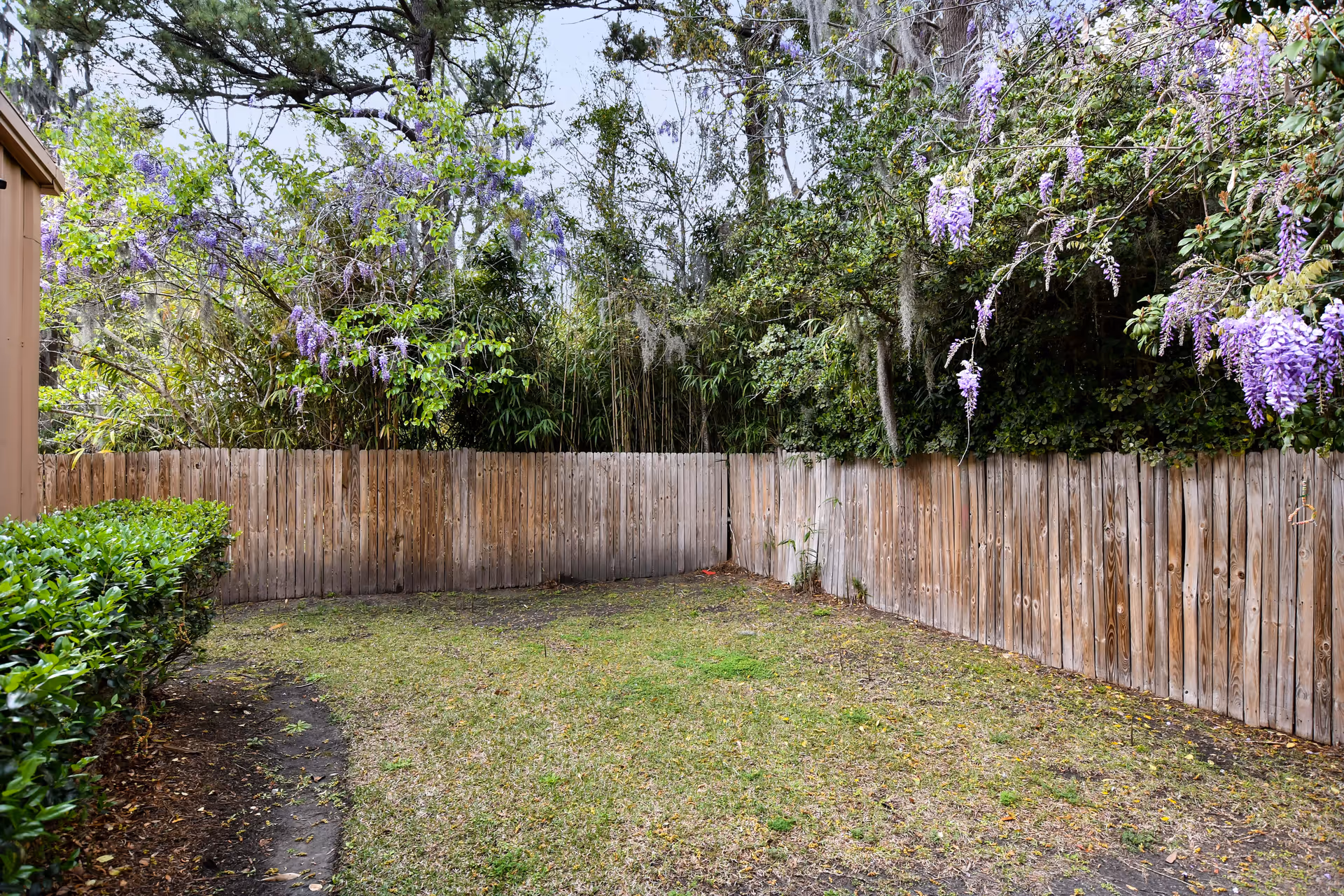 A fenced outdoor yard with a grassy area and purple flowering vines overhead.