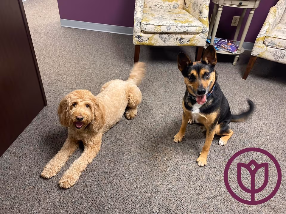 Two dogs sit on a carpeted floor in a purple-walled senior living lobby with chairs.