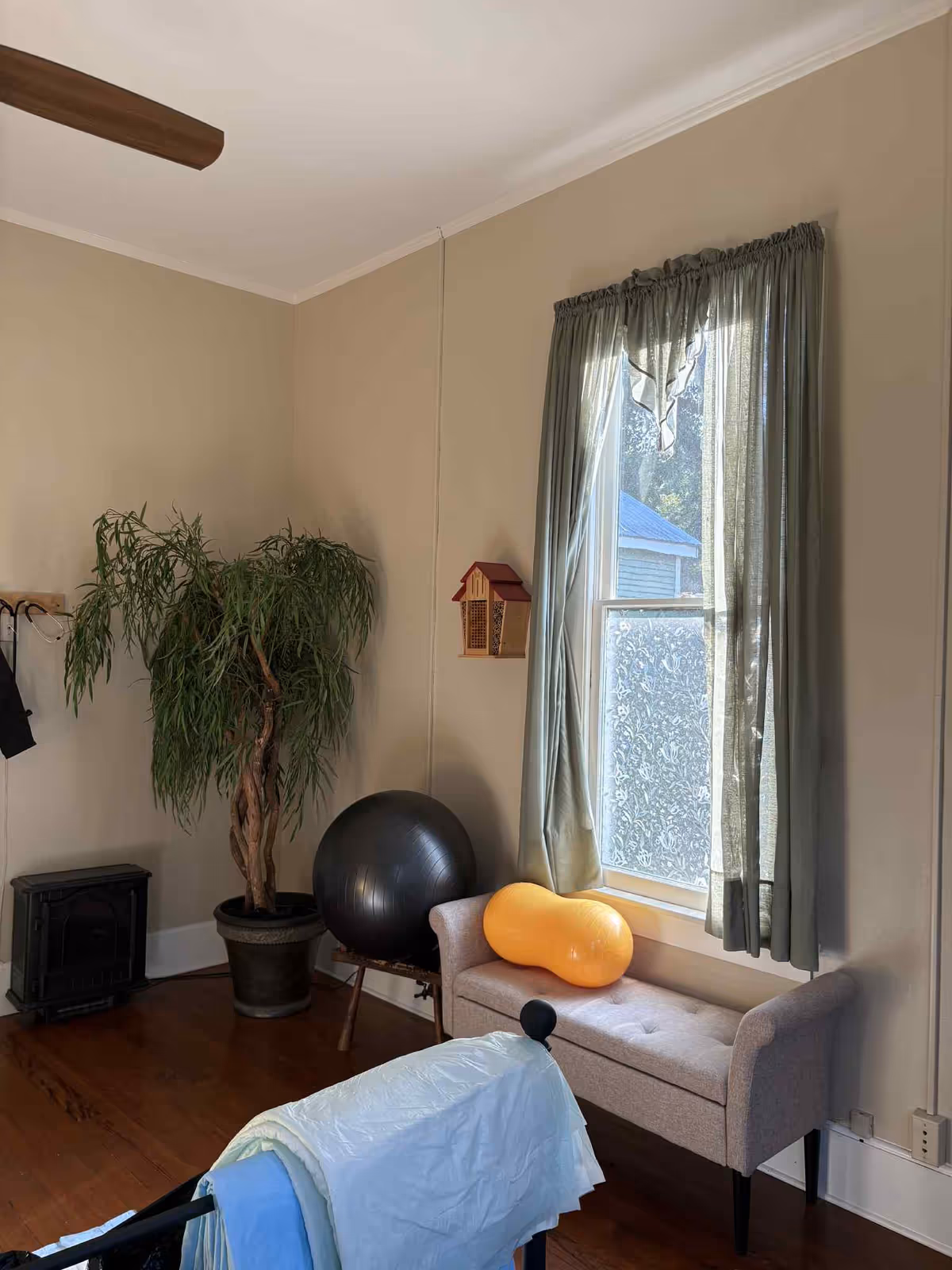A small living room scene with a window, curtains, tall plant, exercise ball, and sofa.