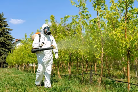A person in a protective suit sprays trees in a green orchard.